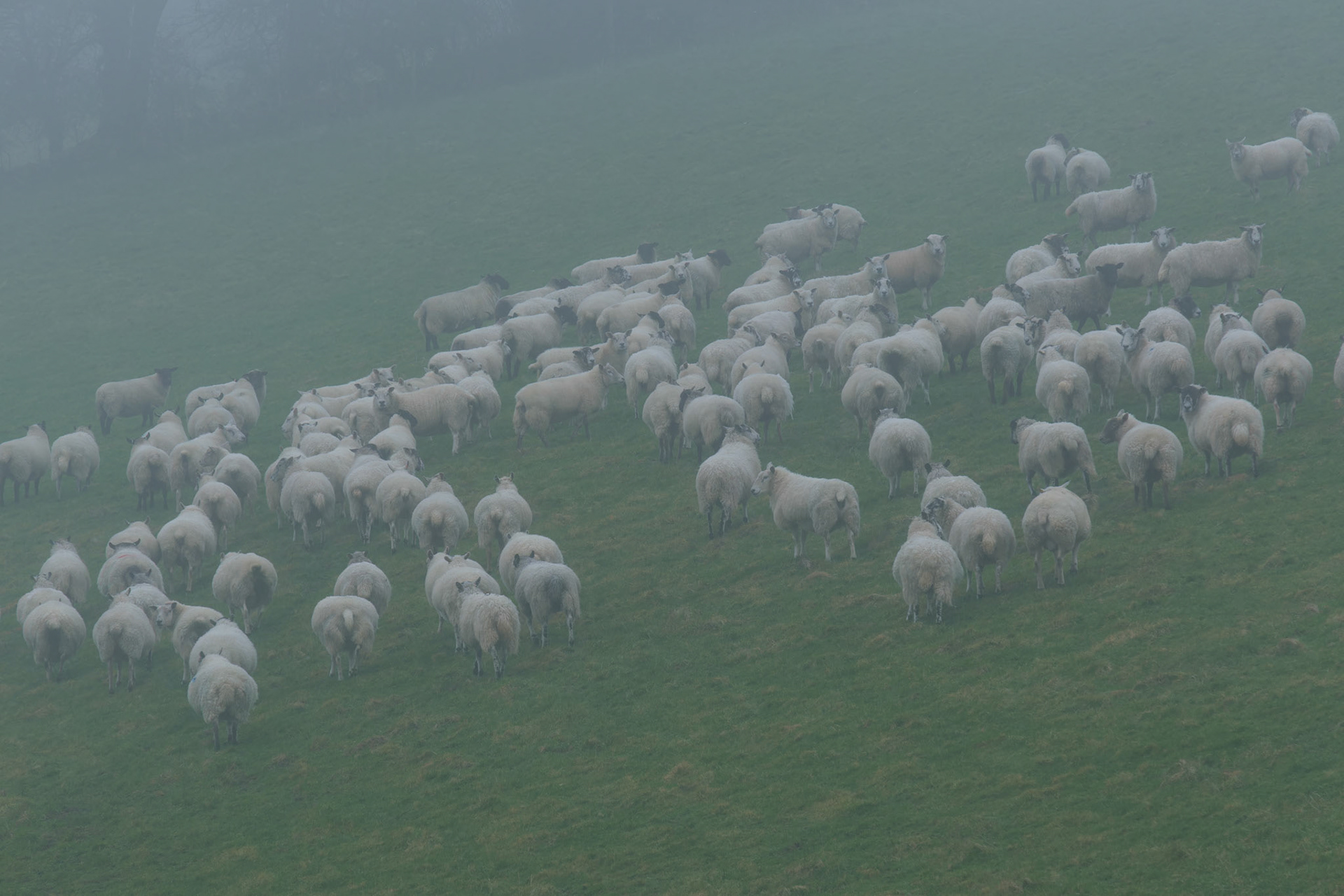 Sheep shape shifters