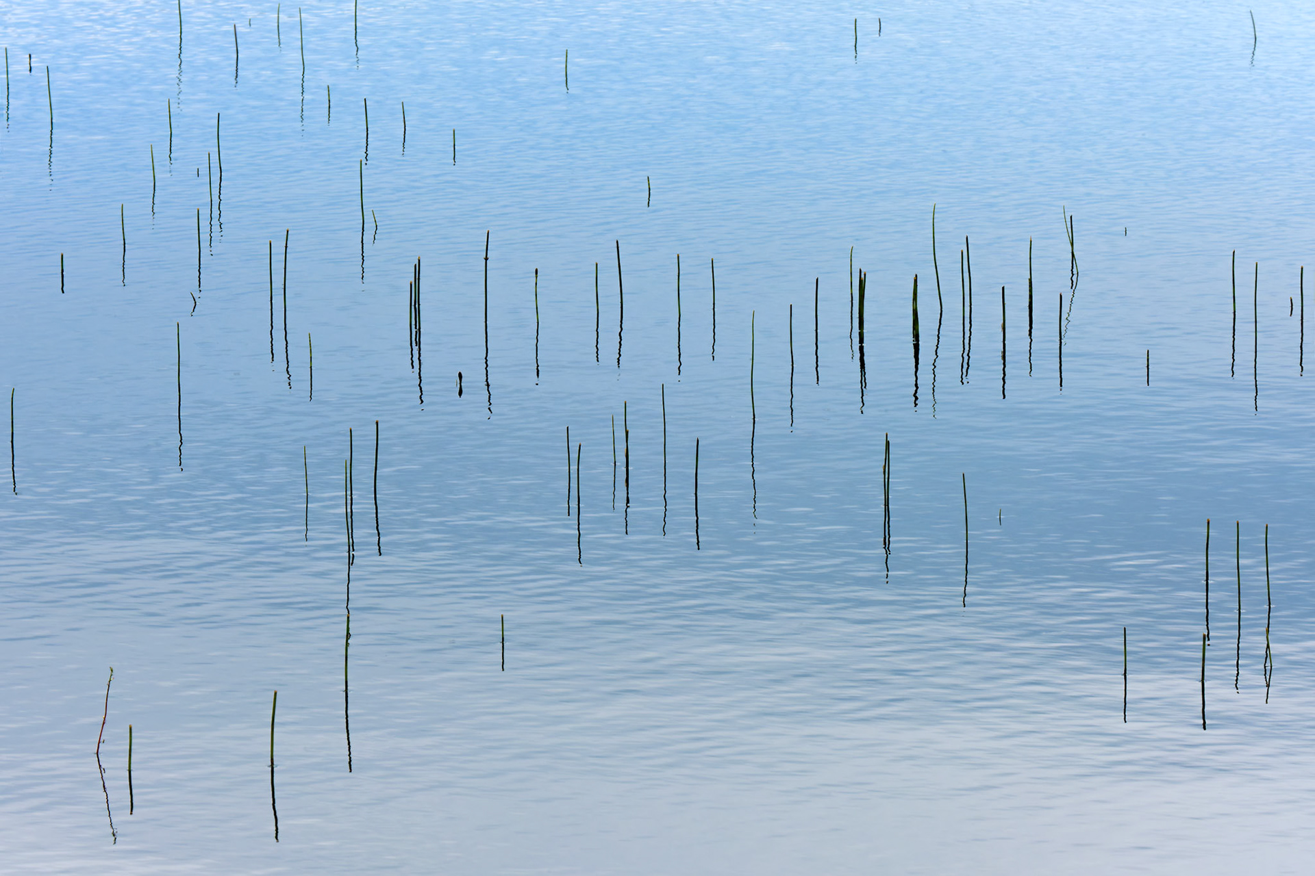 Reeds