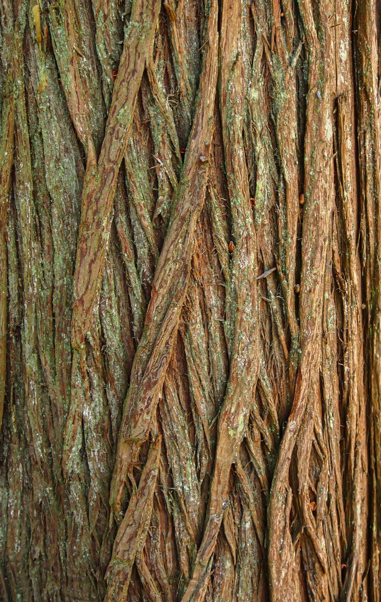 Bark pattern