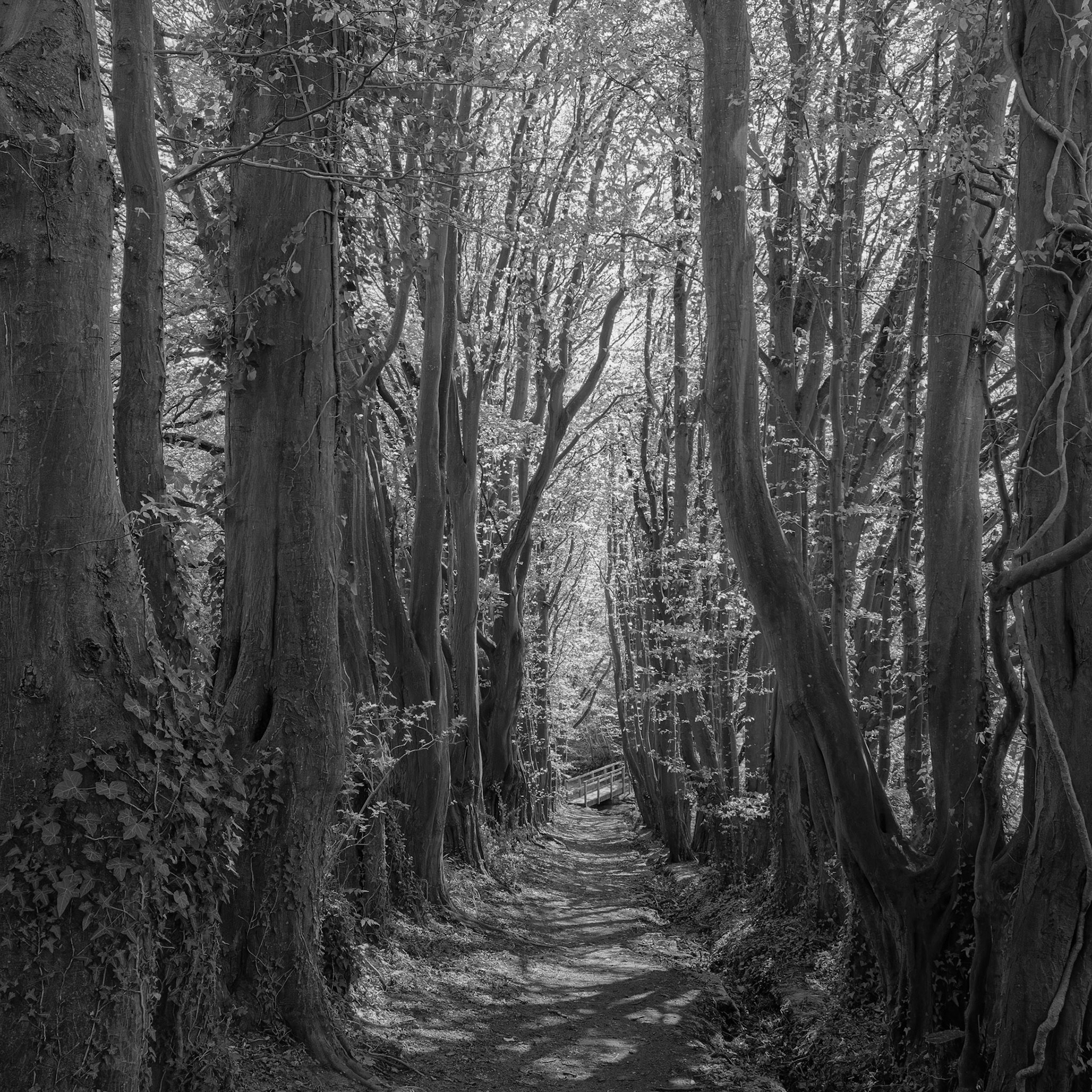 Woodland path