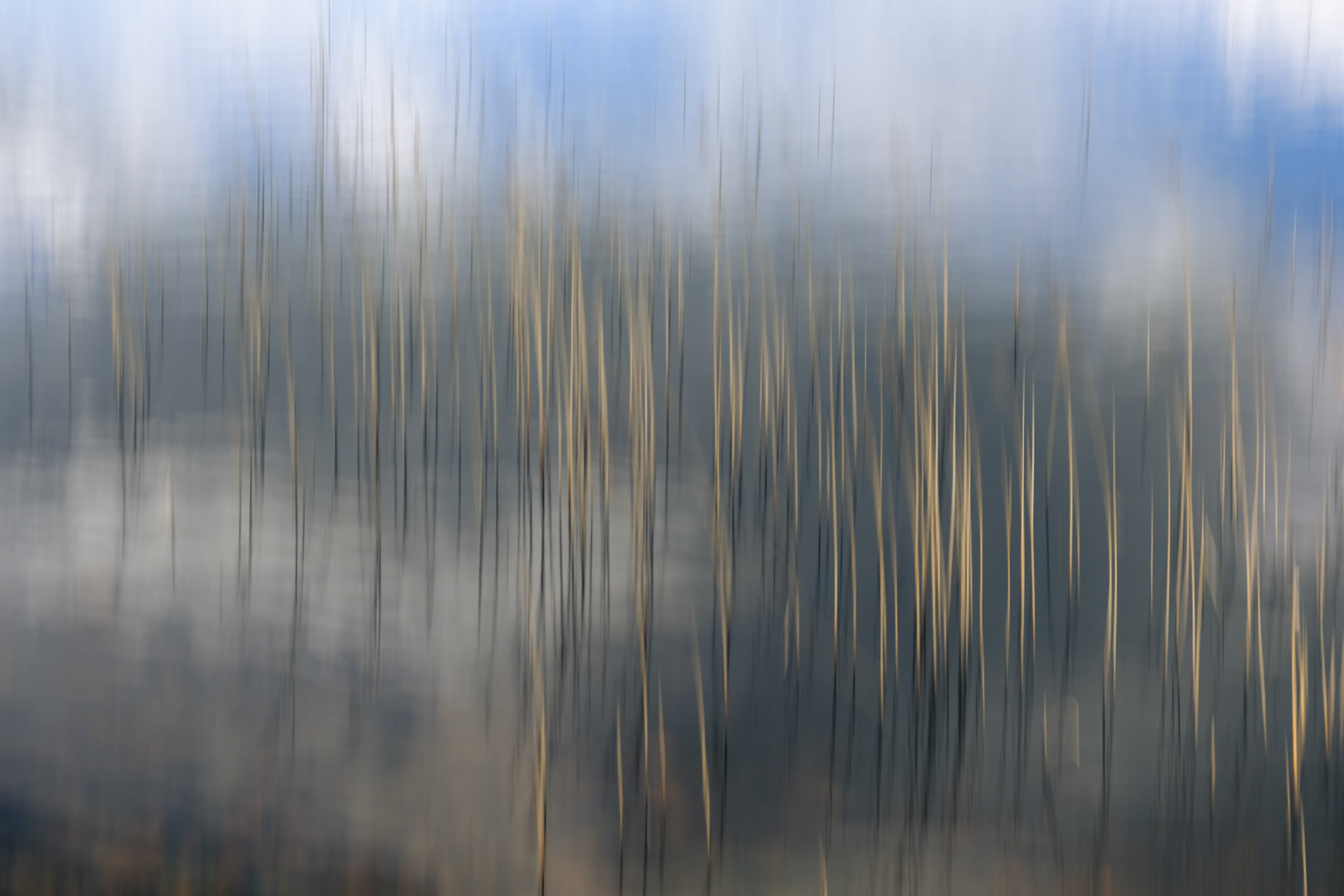 Reeds in Blea Tarn, Eskdale, Lake District