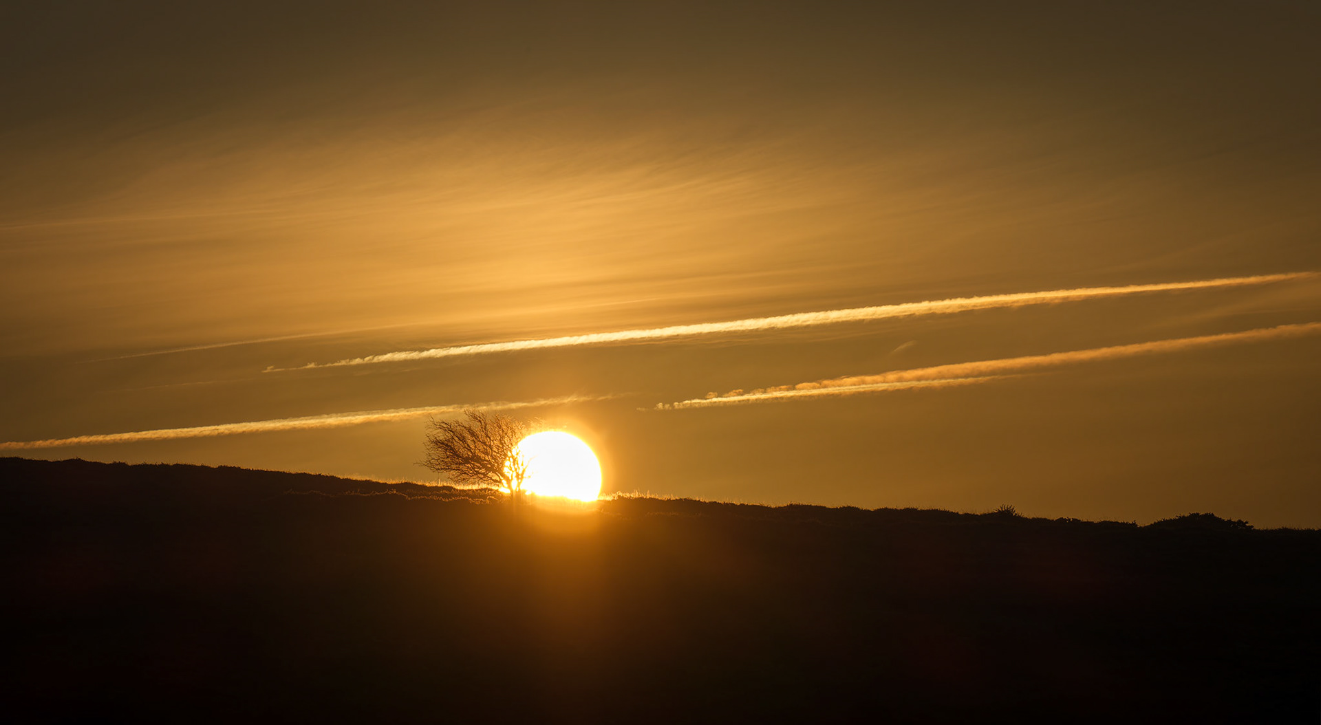 Tree giving way to sunrise, Dartmoor