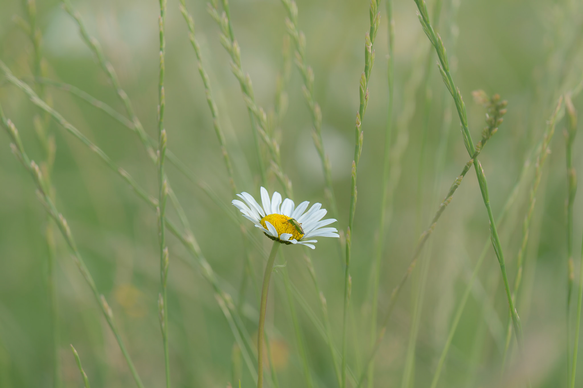 Lone Daisy