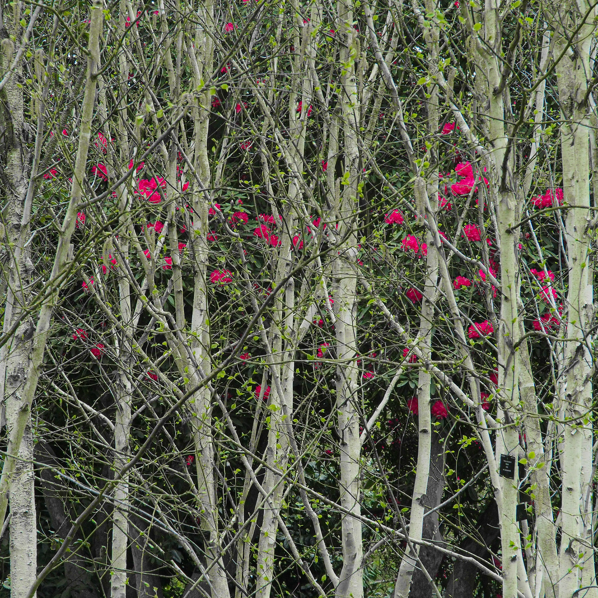 Splash of pink, Kew Gardens
