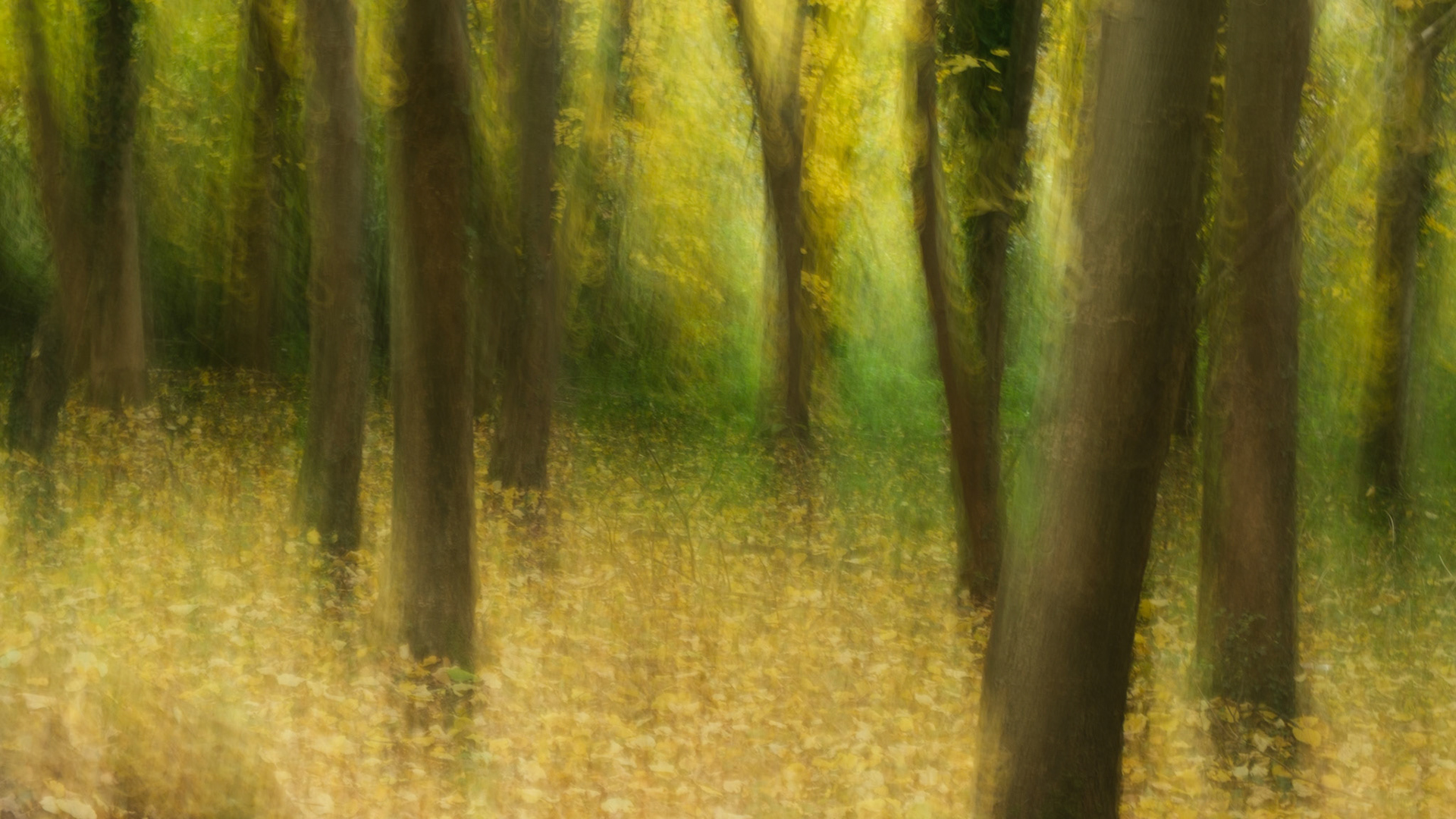 Autumn Wood