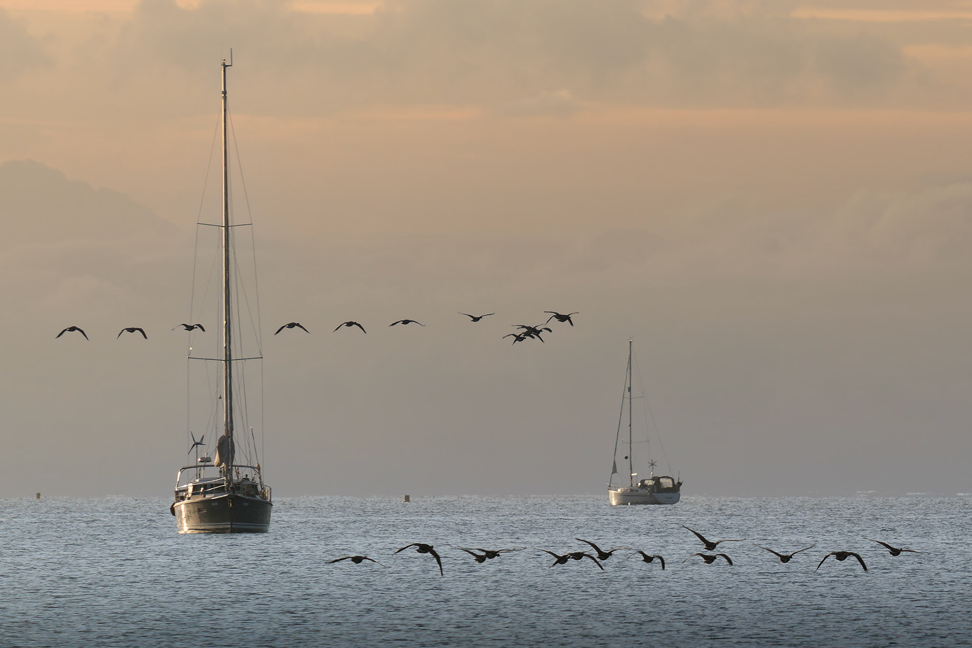 Morning commute, Studland Bay, Dorset