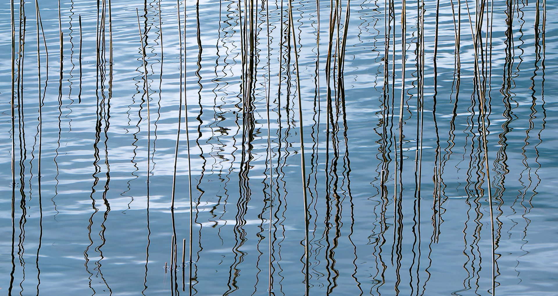 Reeds, Blea Tarn, Eskdale