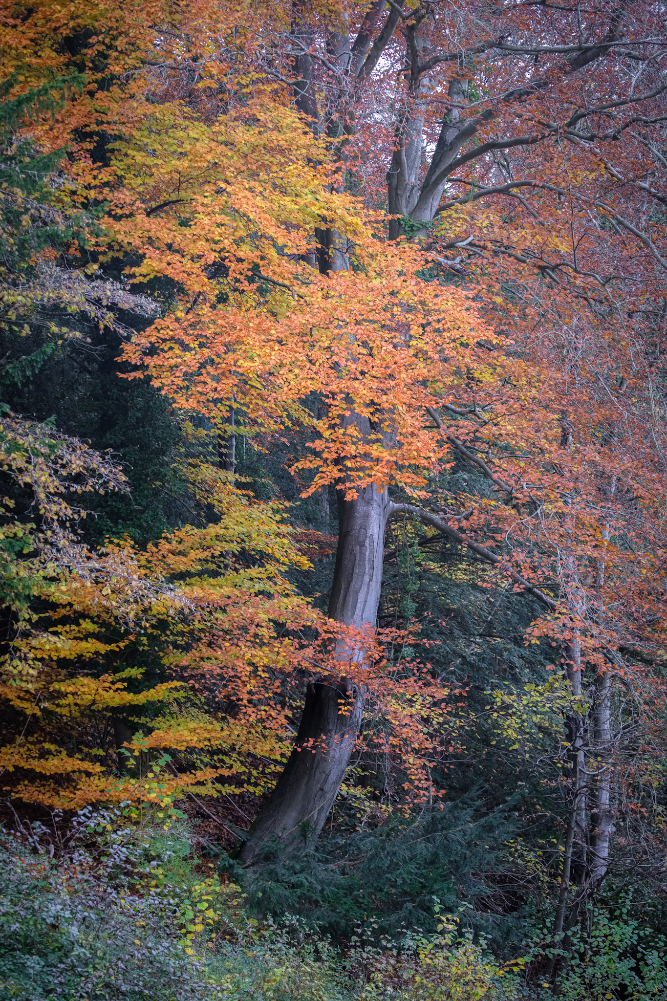 Autumnal beech tree