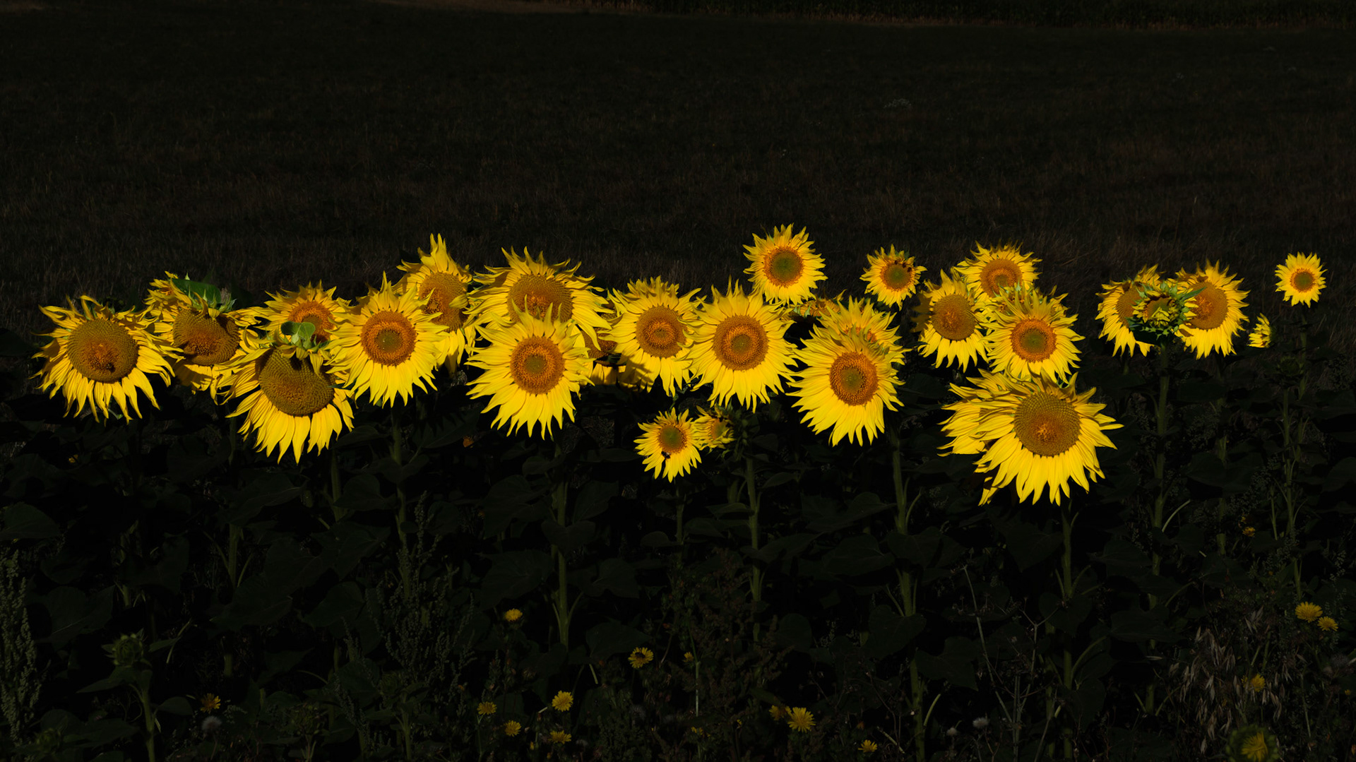 Sunflower show
