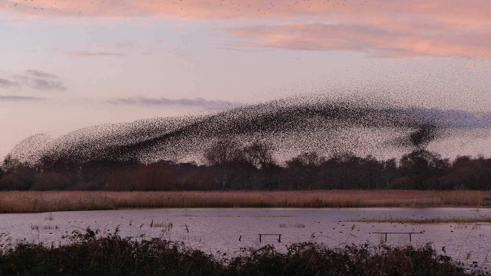 Starling murmuration, Ham Wall RSPB Reserve, Somerset Levels