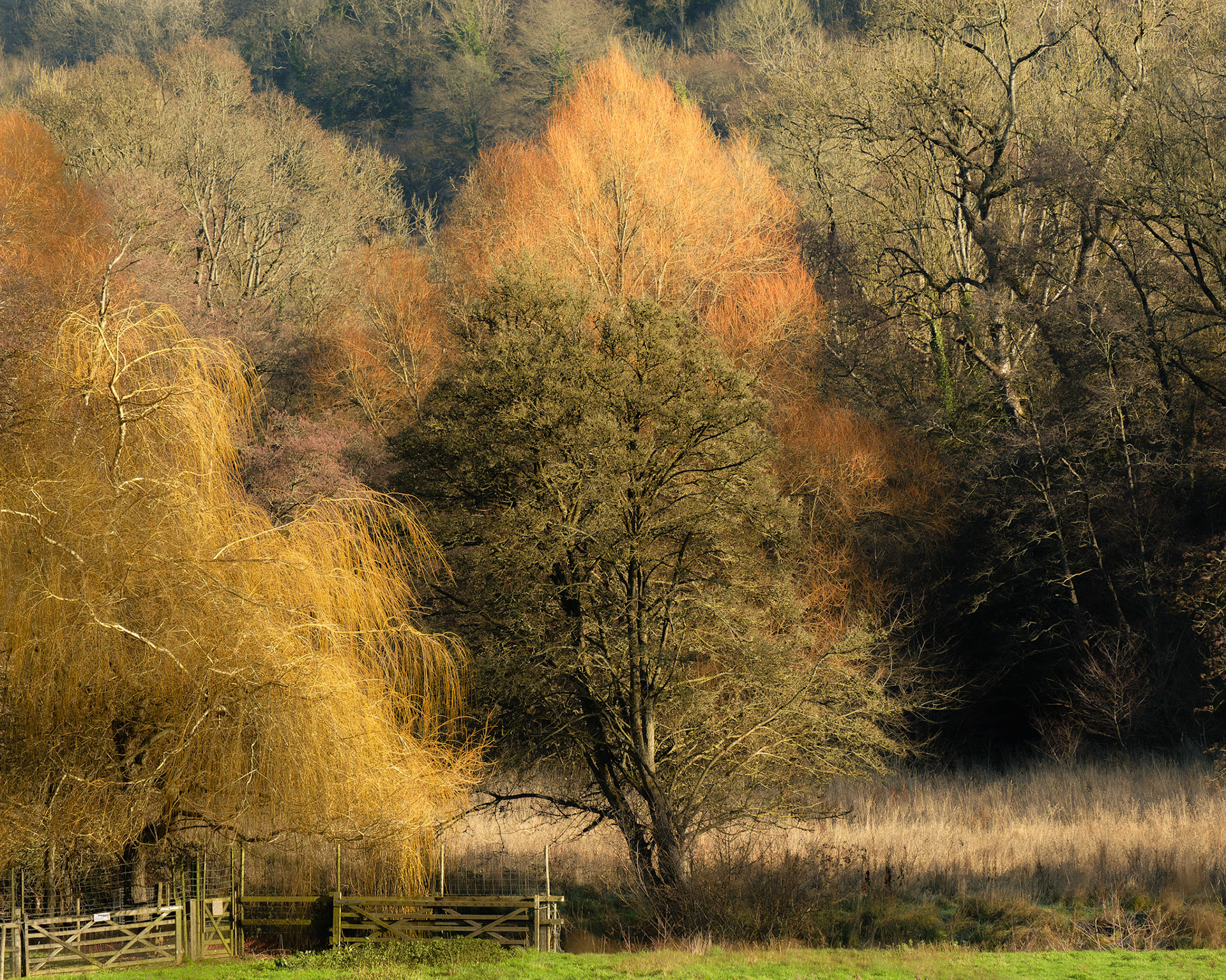 Winter colour