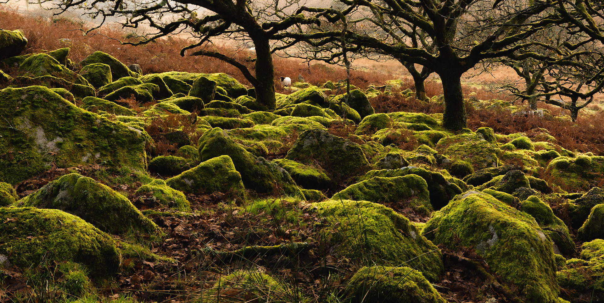 Dartmoor