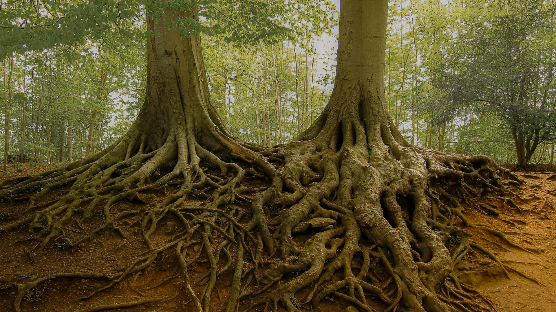 Entangled