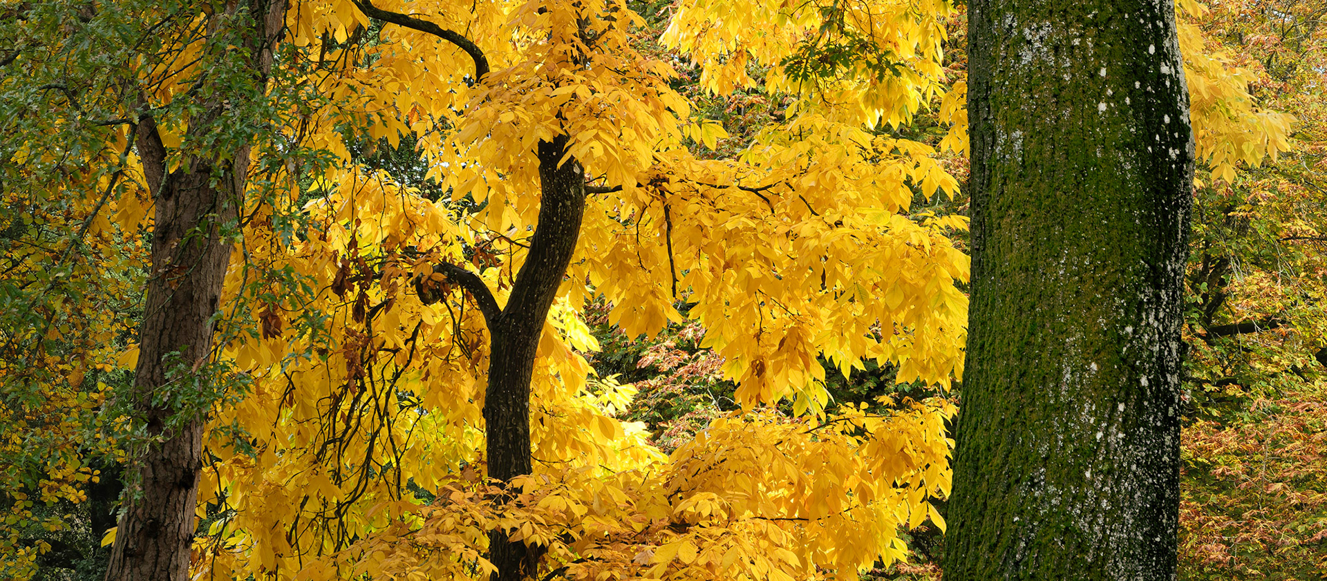 Westonbirt Arboretum