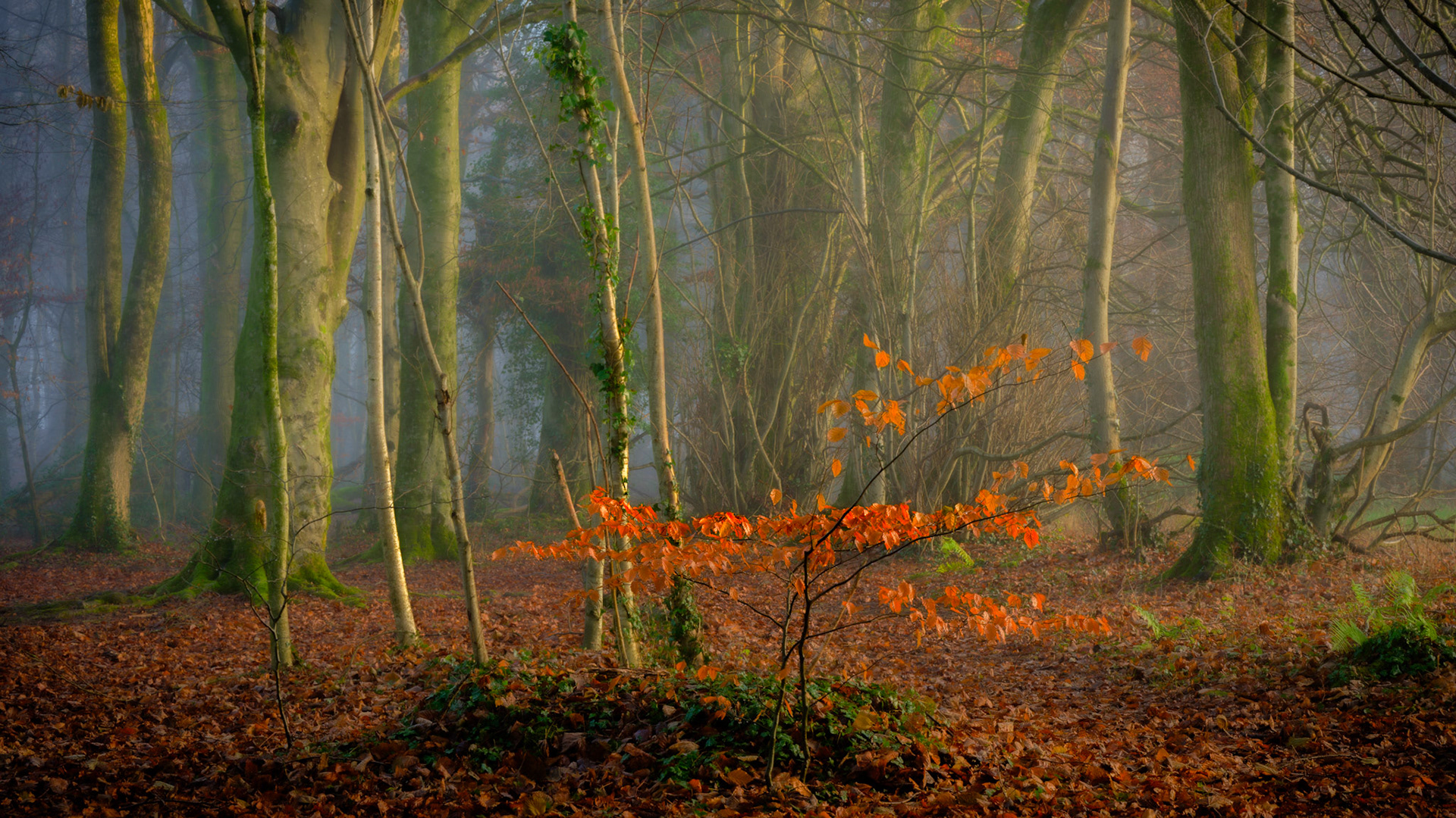 Winter beech