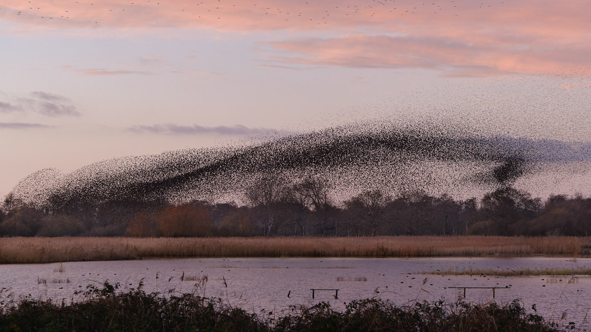 Starling murmuration, Ham Wall RSPB Reserve