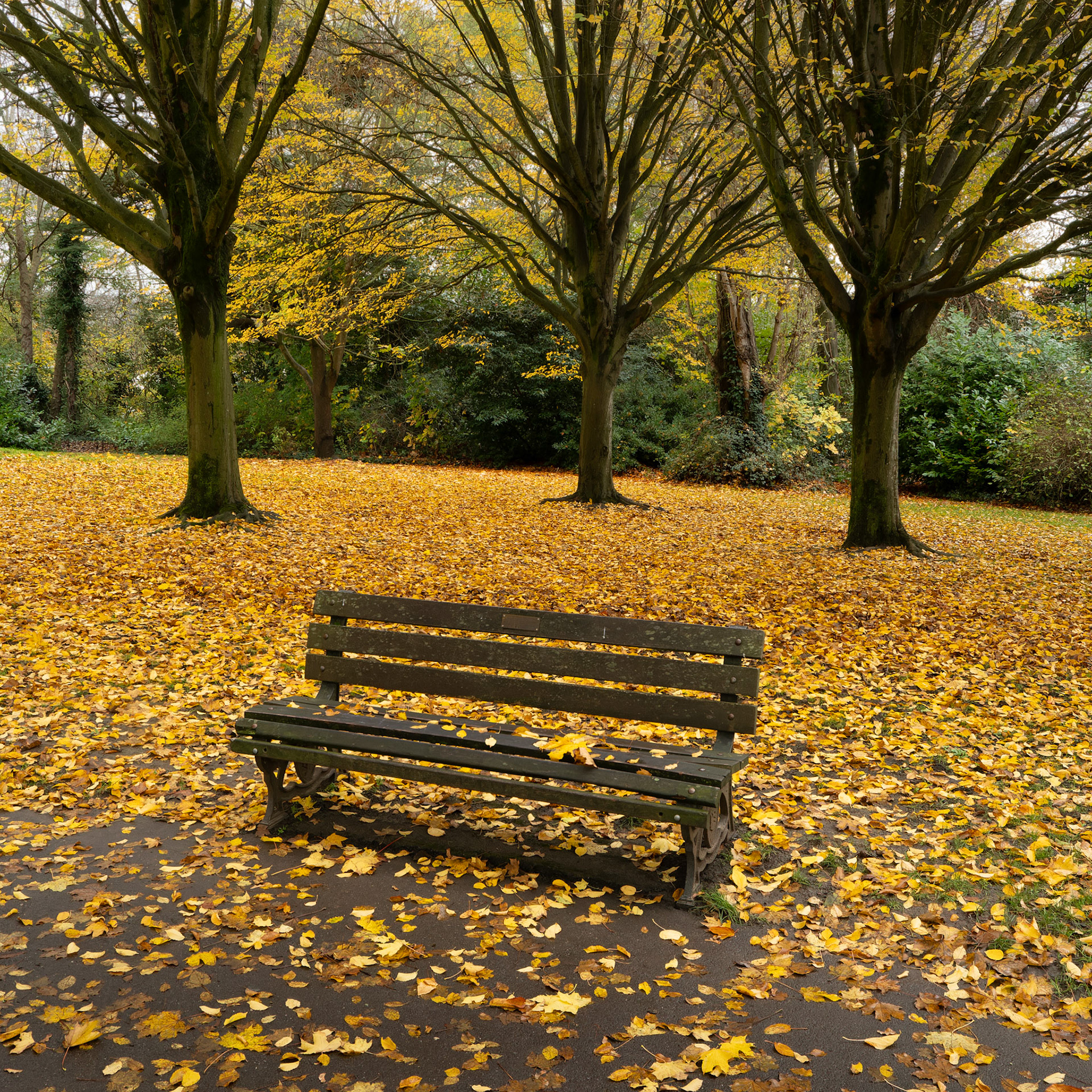 Autumnal bench, Royal Victoria Park