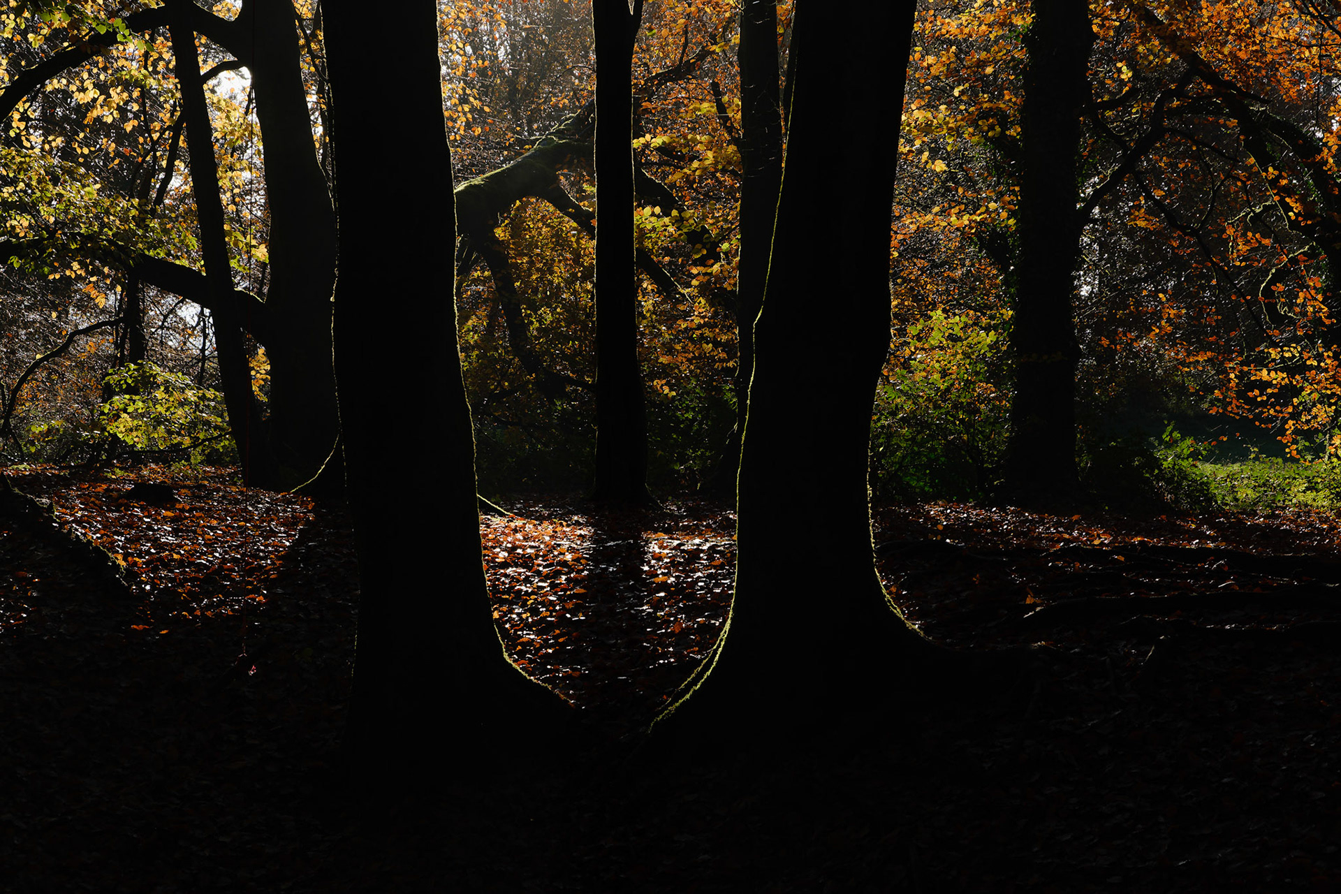 Backlit beeches