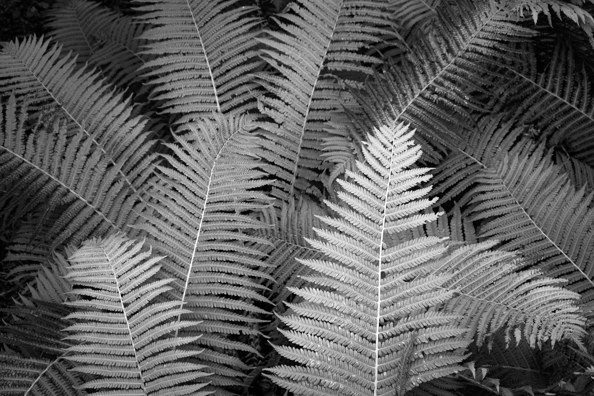Fern leaves