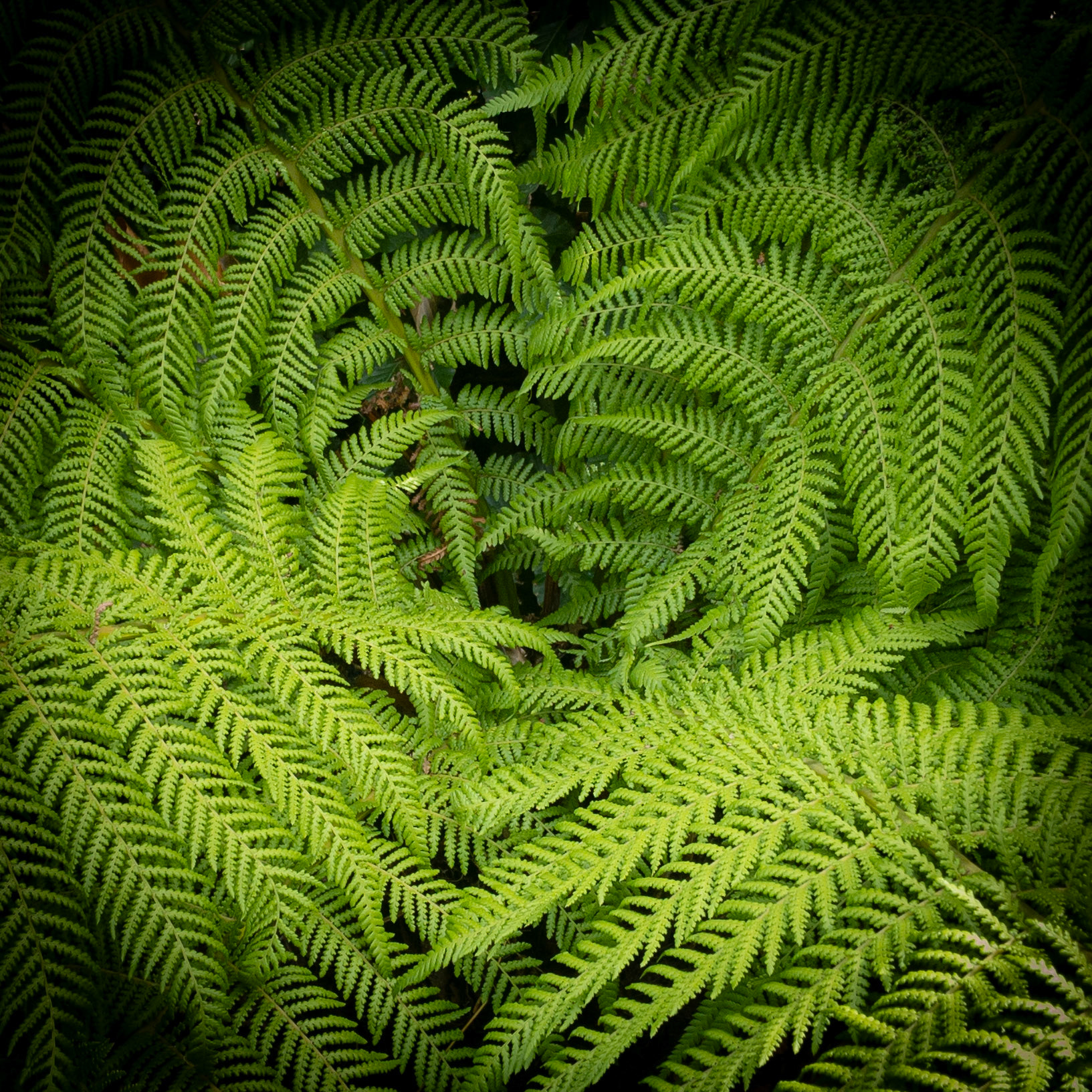 Fern nest