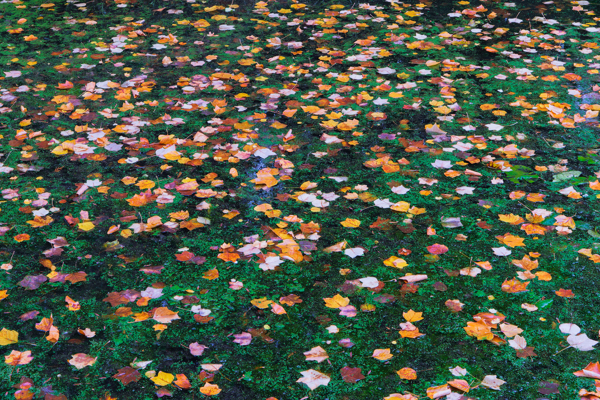 Leaf fall