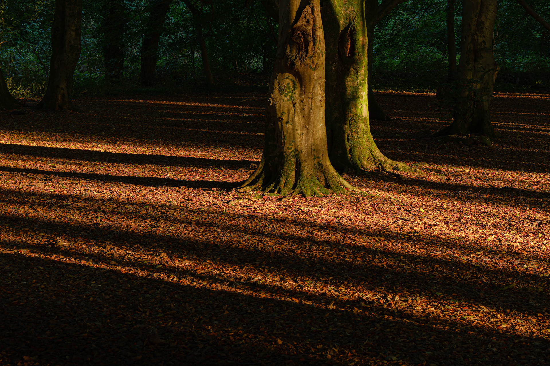 Barcoded woodland