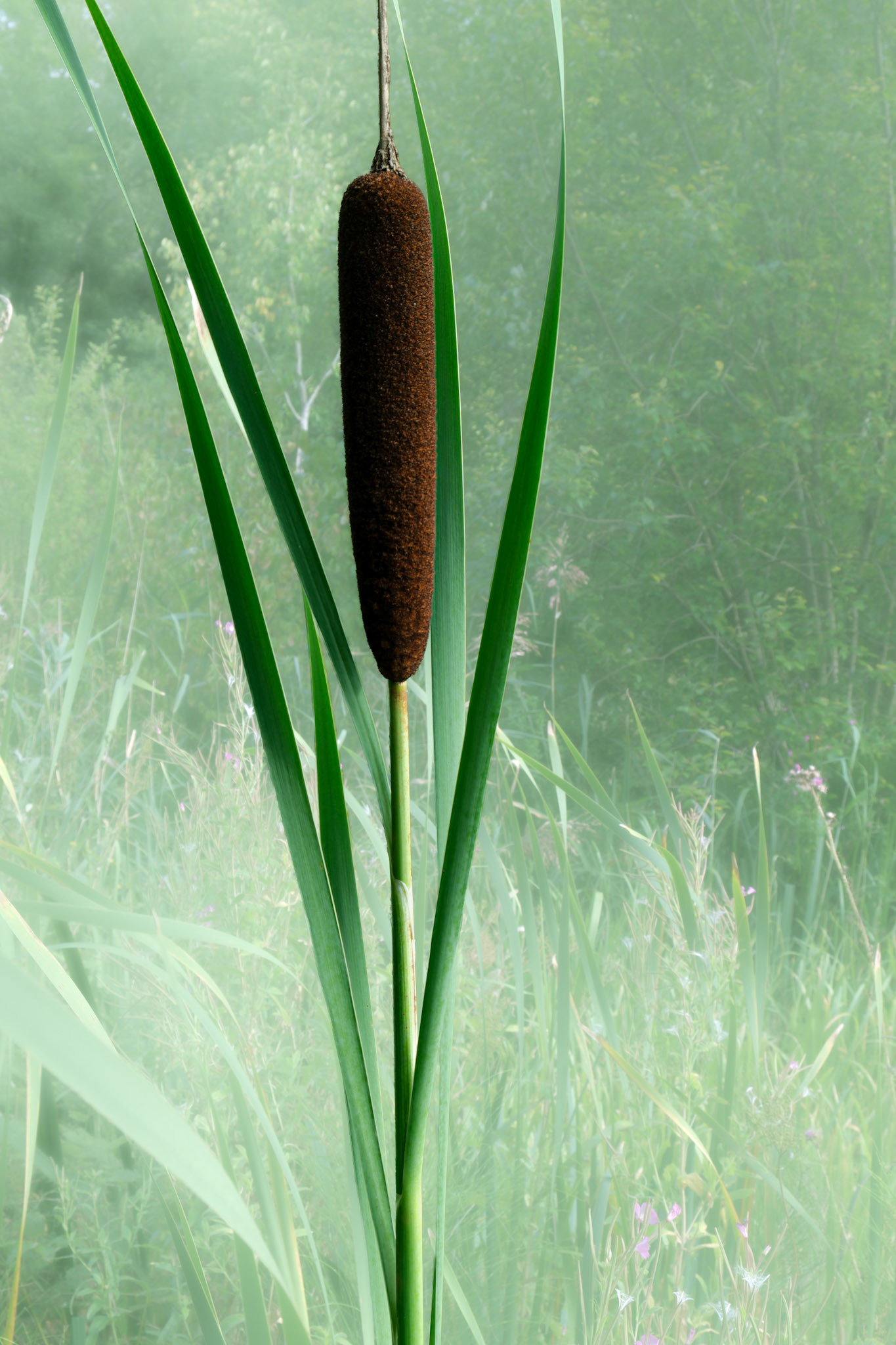 Bullrush