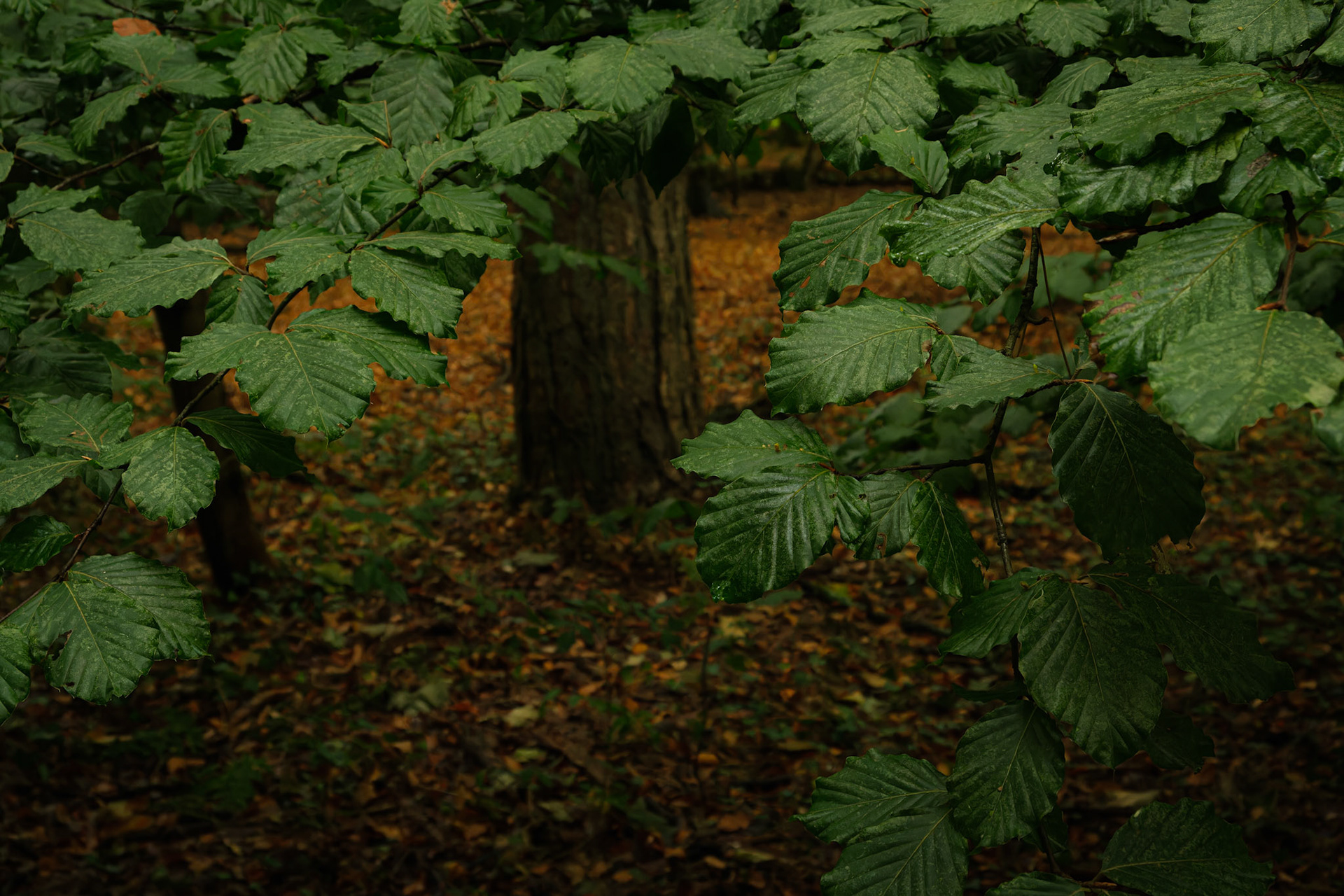 Beech leaf frame