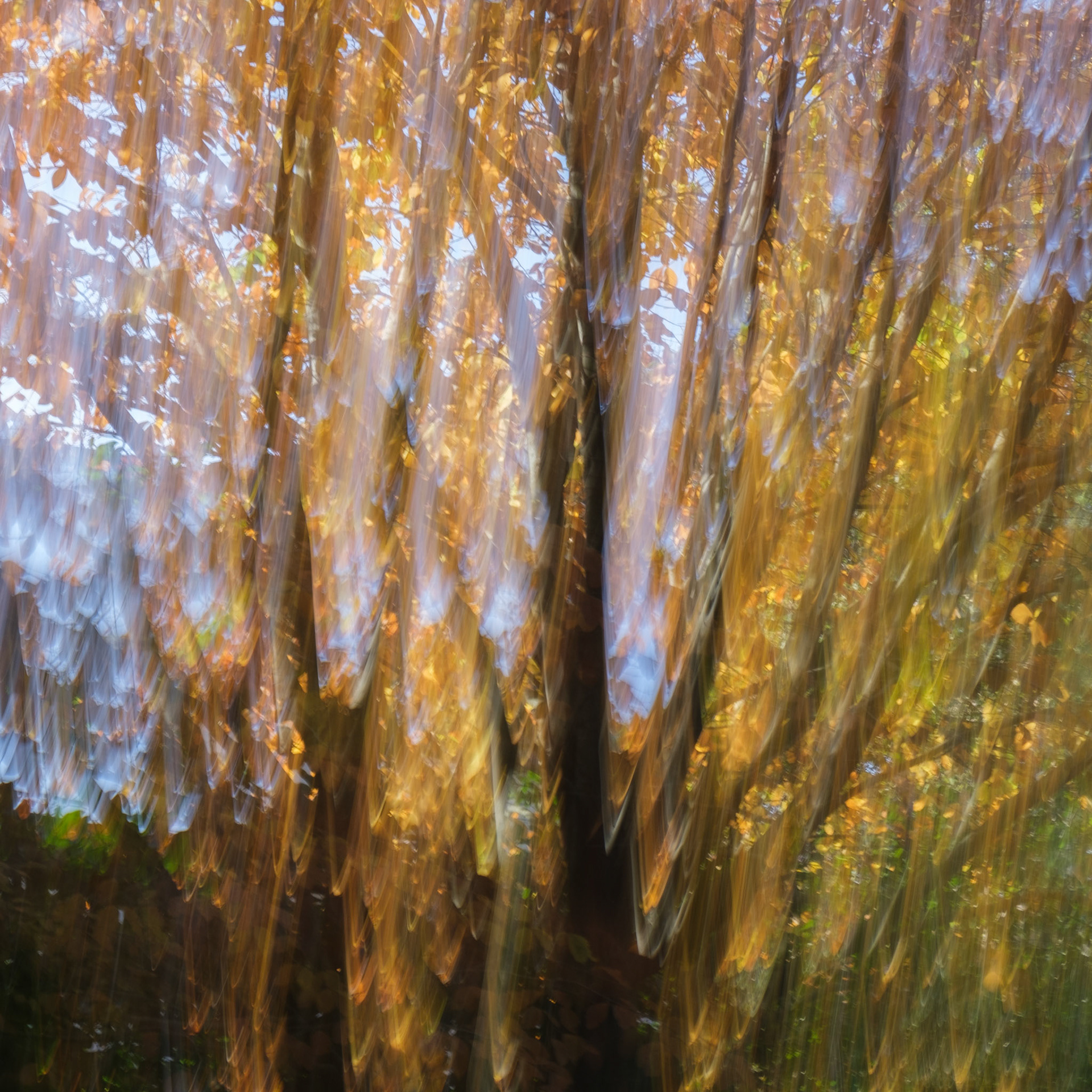 Autumn colours