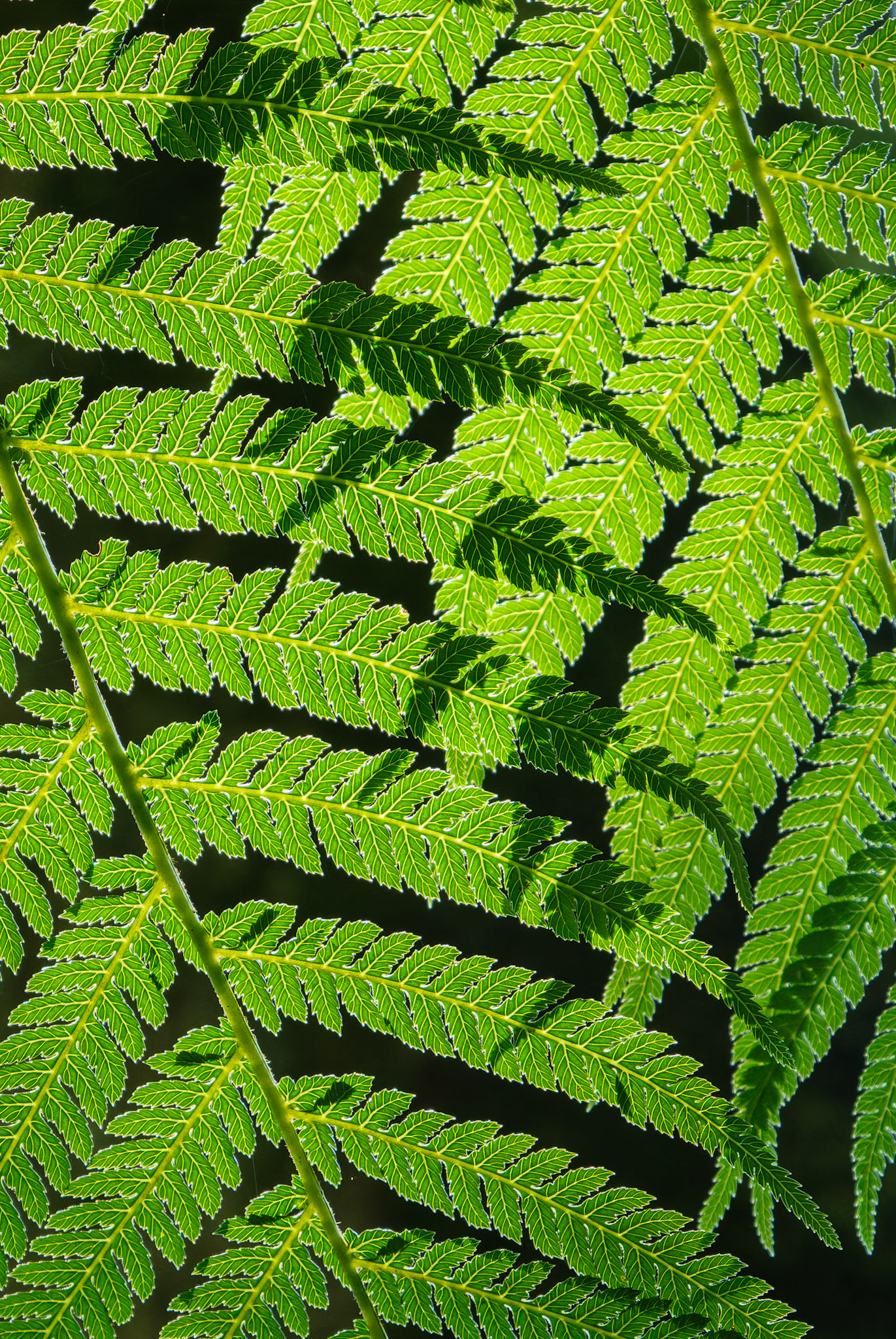 Fern pattern