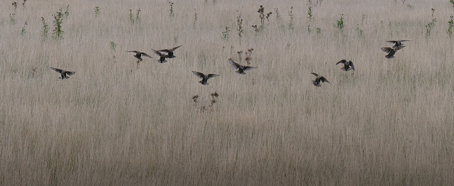 Landing zone, Holy Island