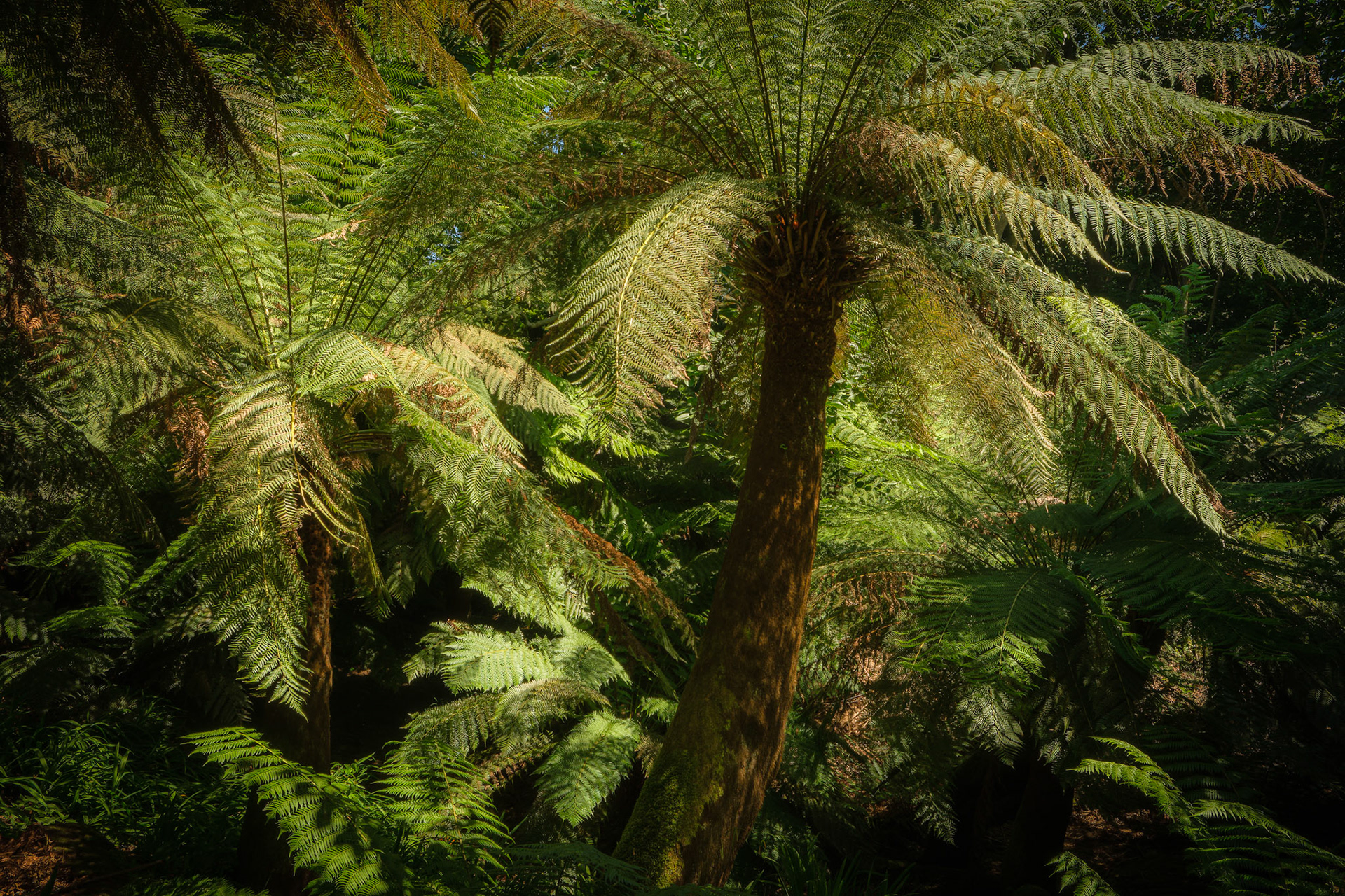 Tree Ferns, Trewidden Garden, Cornwall