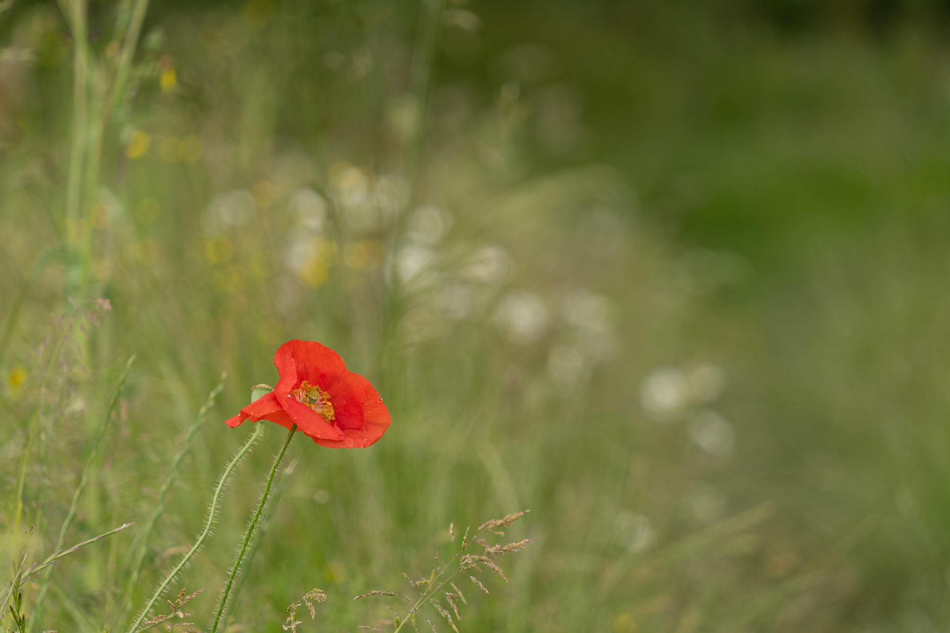 Lone Poppy