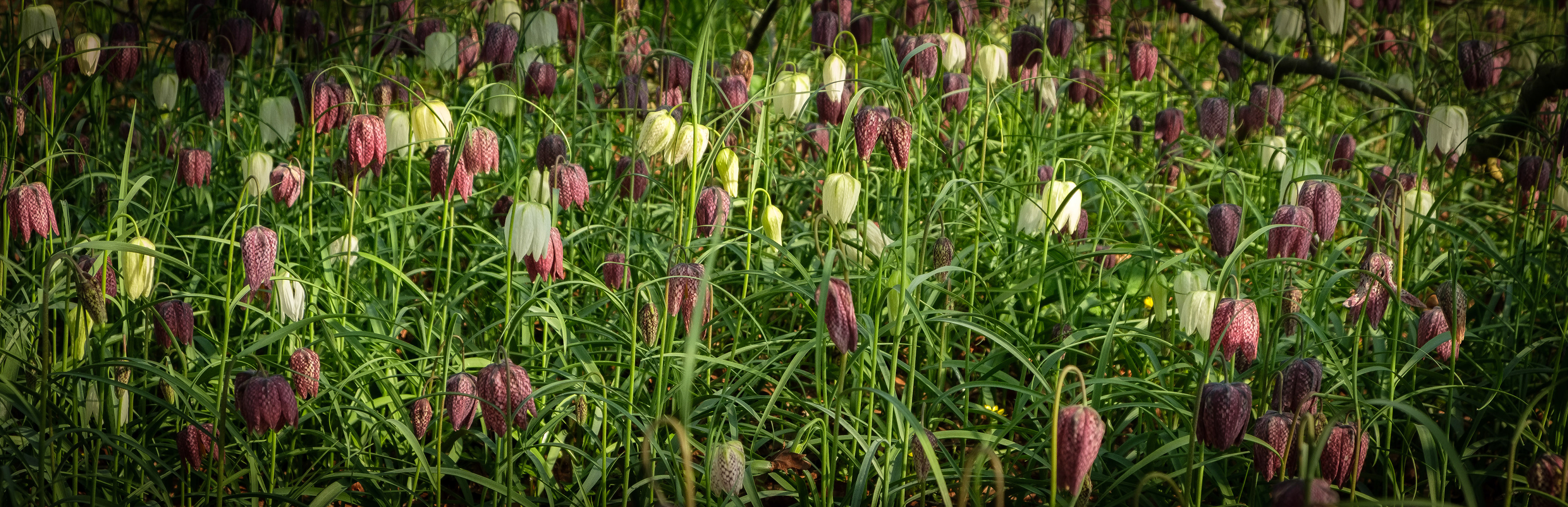 Fritillaries