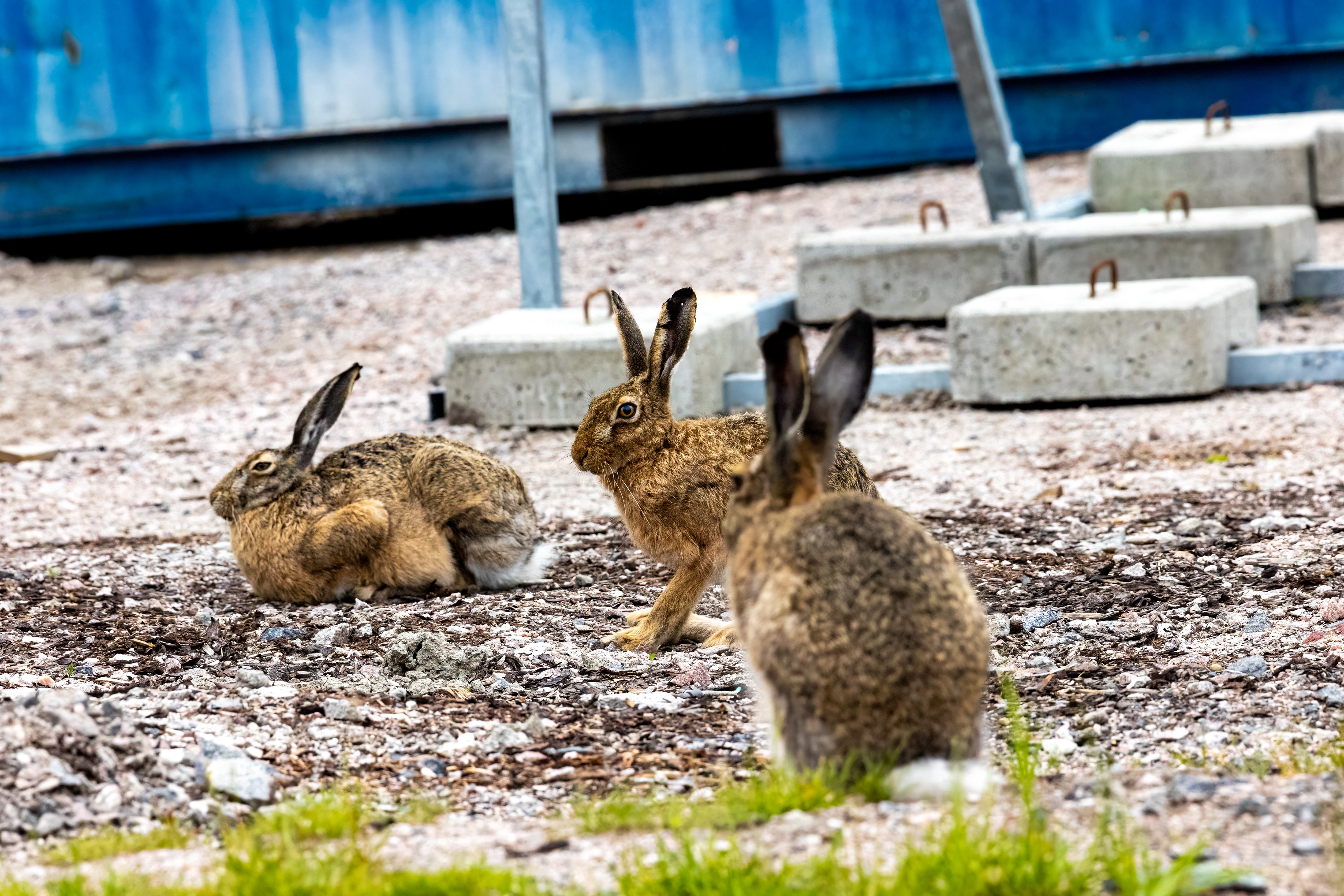 Family of hares in a construction site in Espoon keskus, 2022