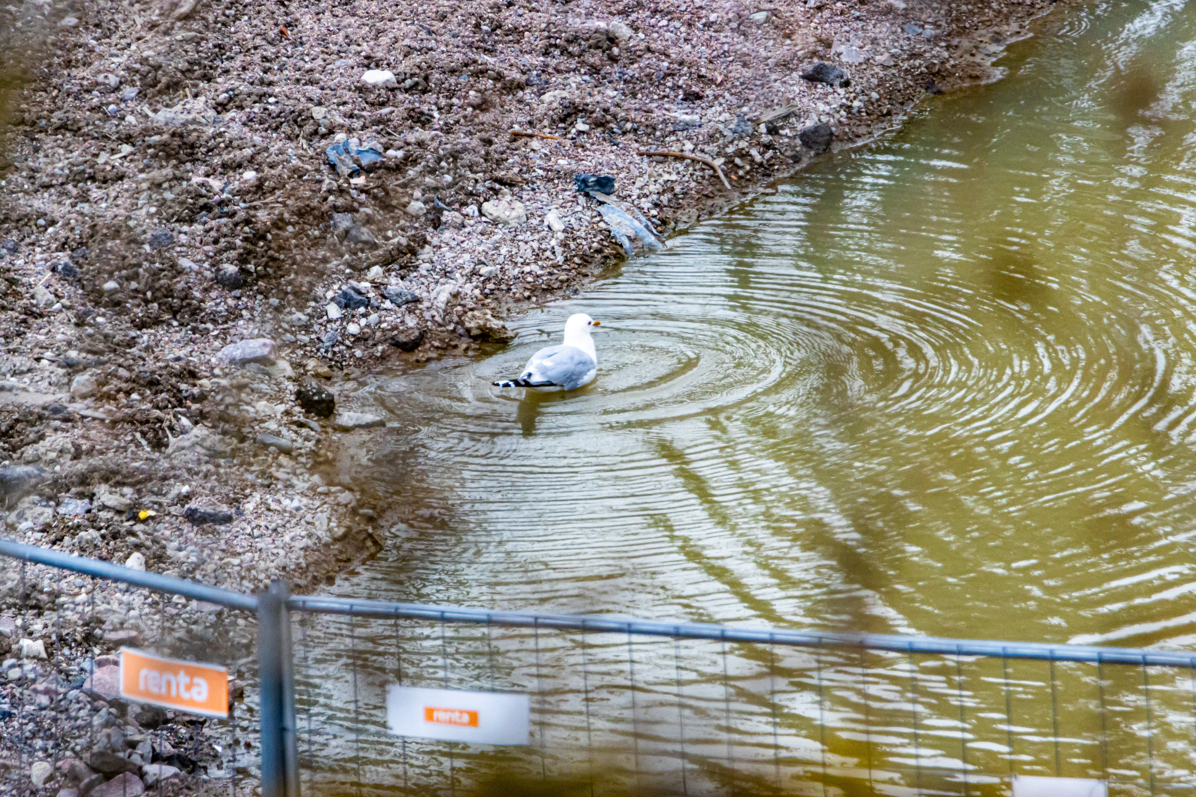 Gull swimming in an unintended pool of water after heavy rainfall during construction of a new apartment block, Espoon keskus, 2020