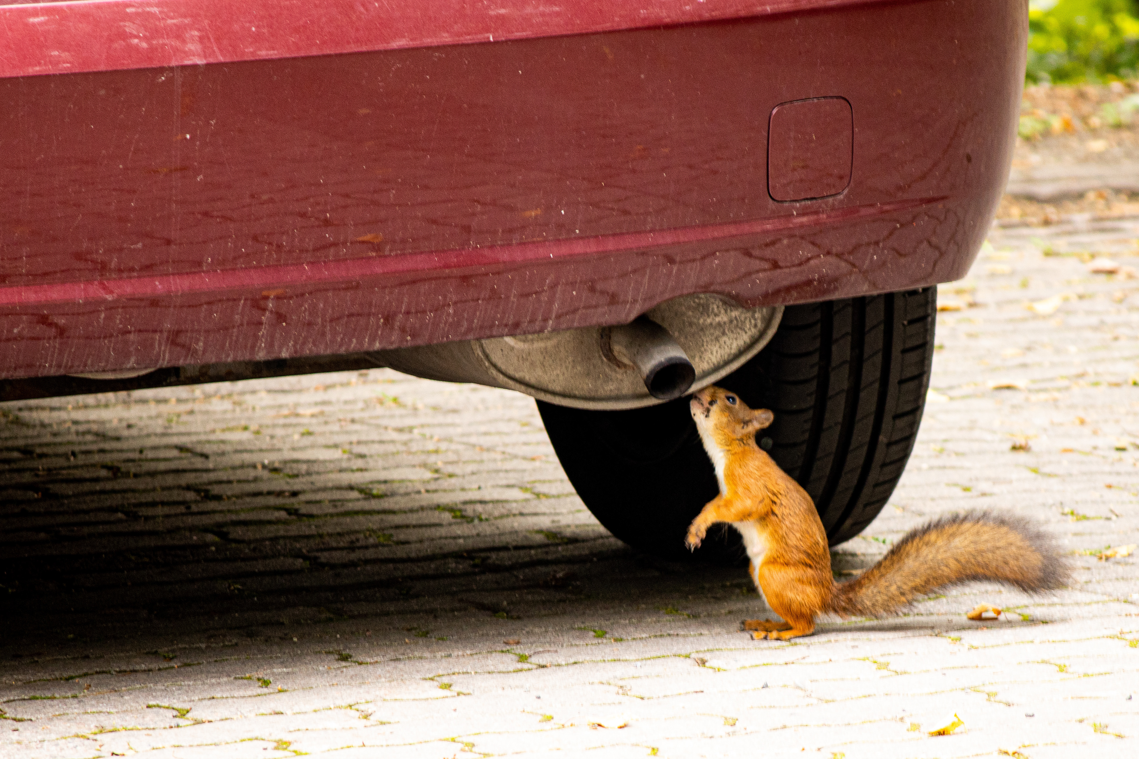 Squirrel examining a parked car at a parking lot in Suvela, 2019