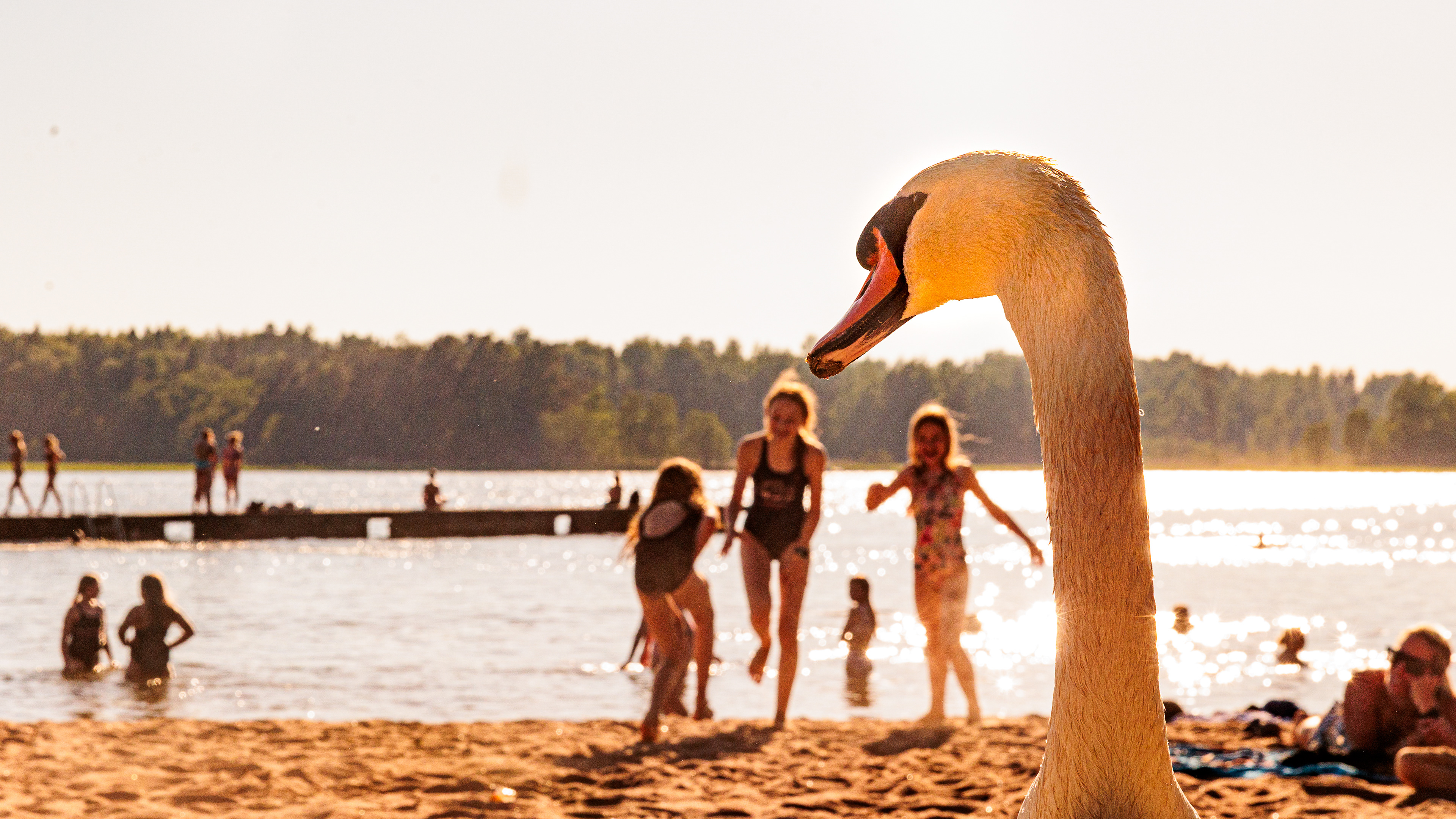 A swan's point of view at a busy Kivenlahti beach, 2024