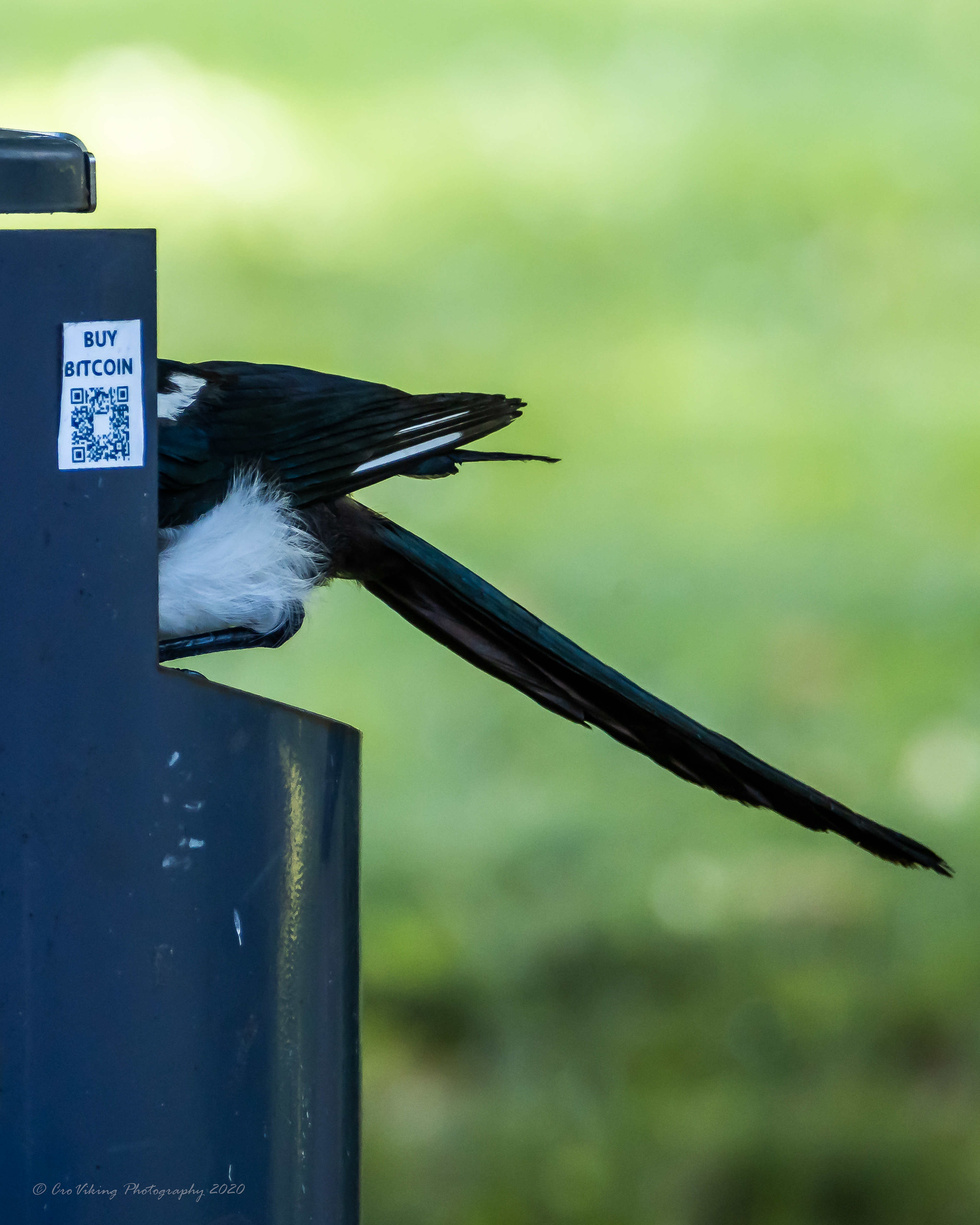 Magpie digging for food in a trashcan adorned with a Bitcoin sticker, Aalto Yliopisto, 2020
