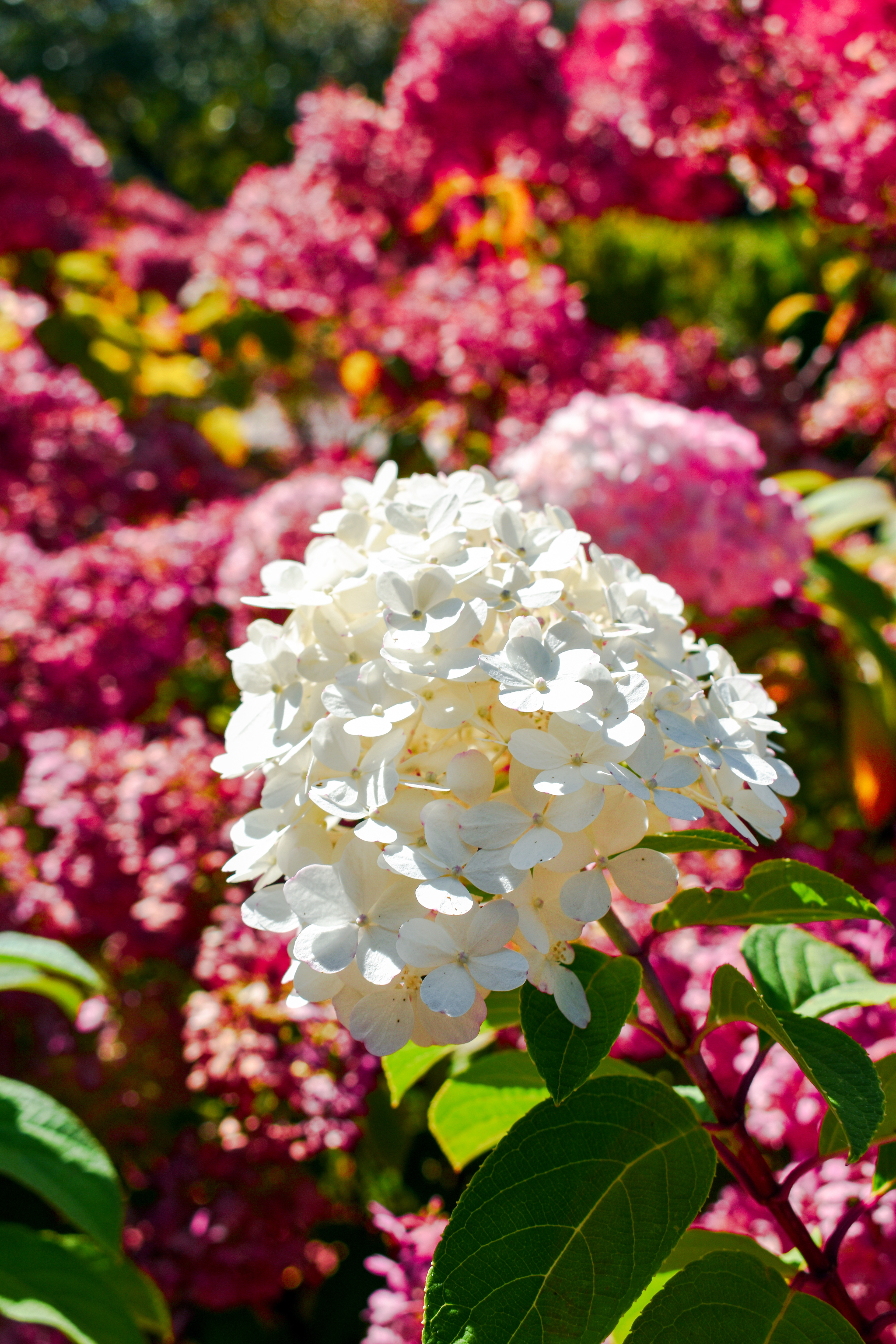 Hydrangeas, Cape Cod