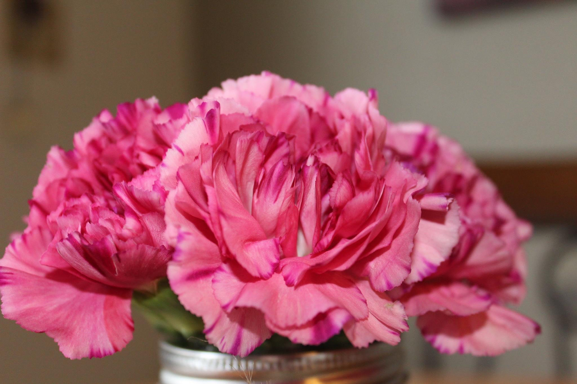 Pink flowers