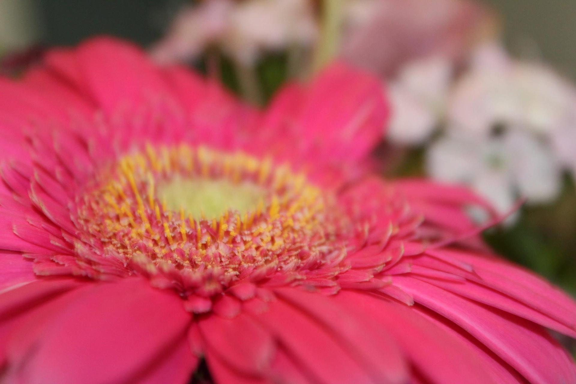 Macrophotography, pink flower