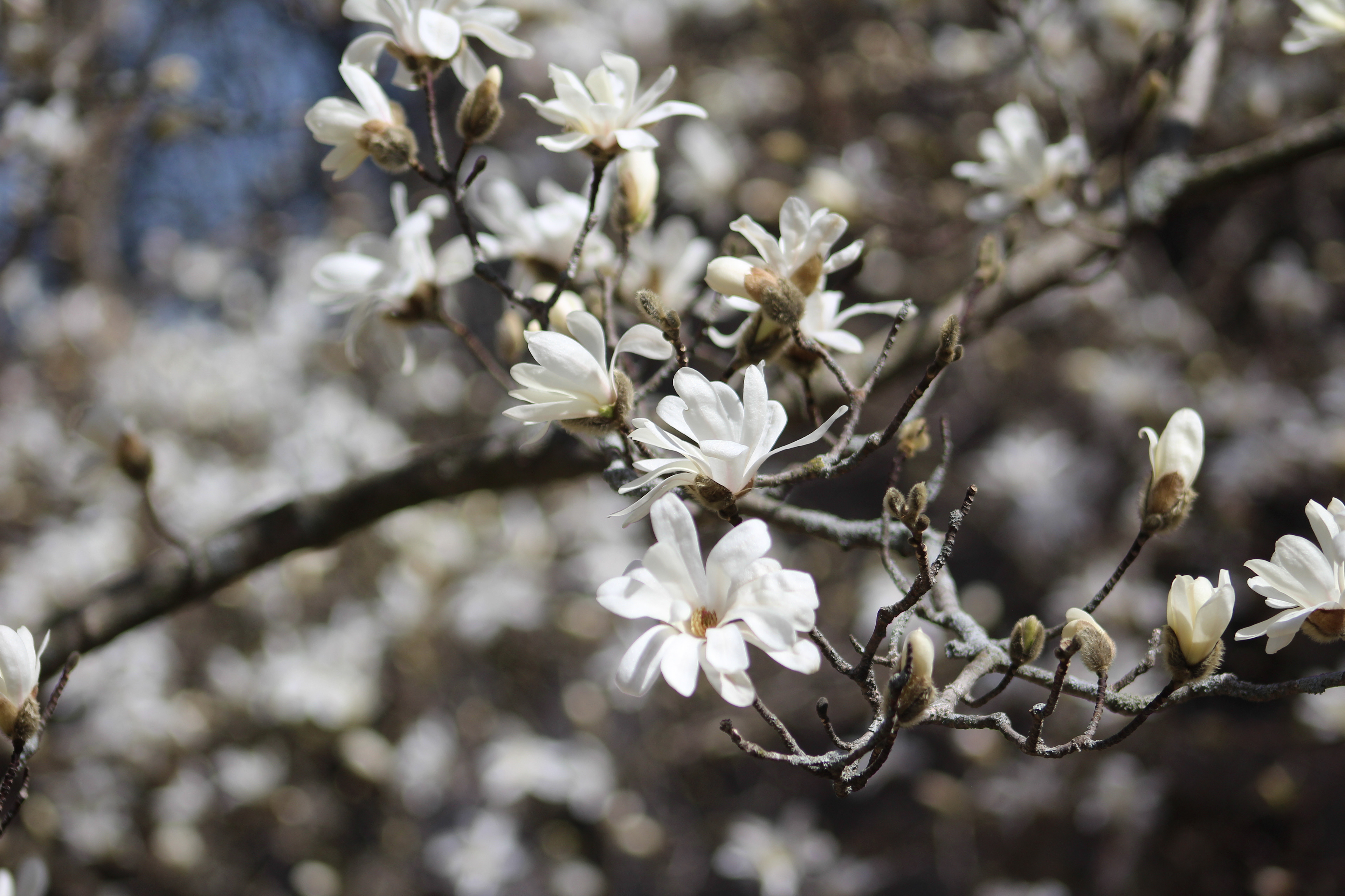 White flowers