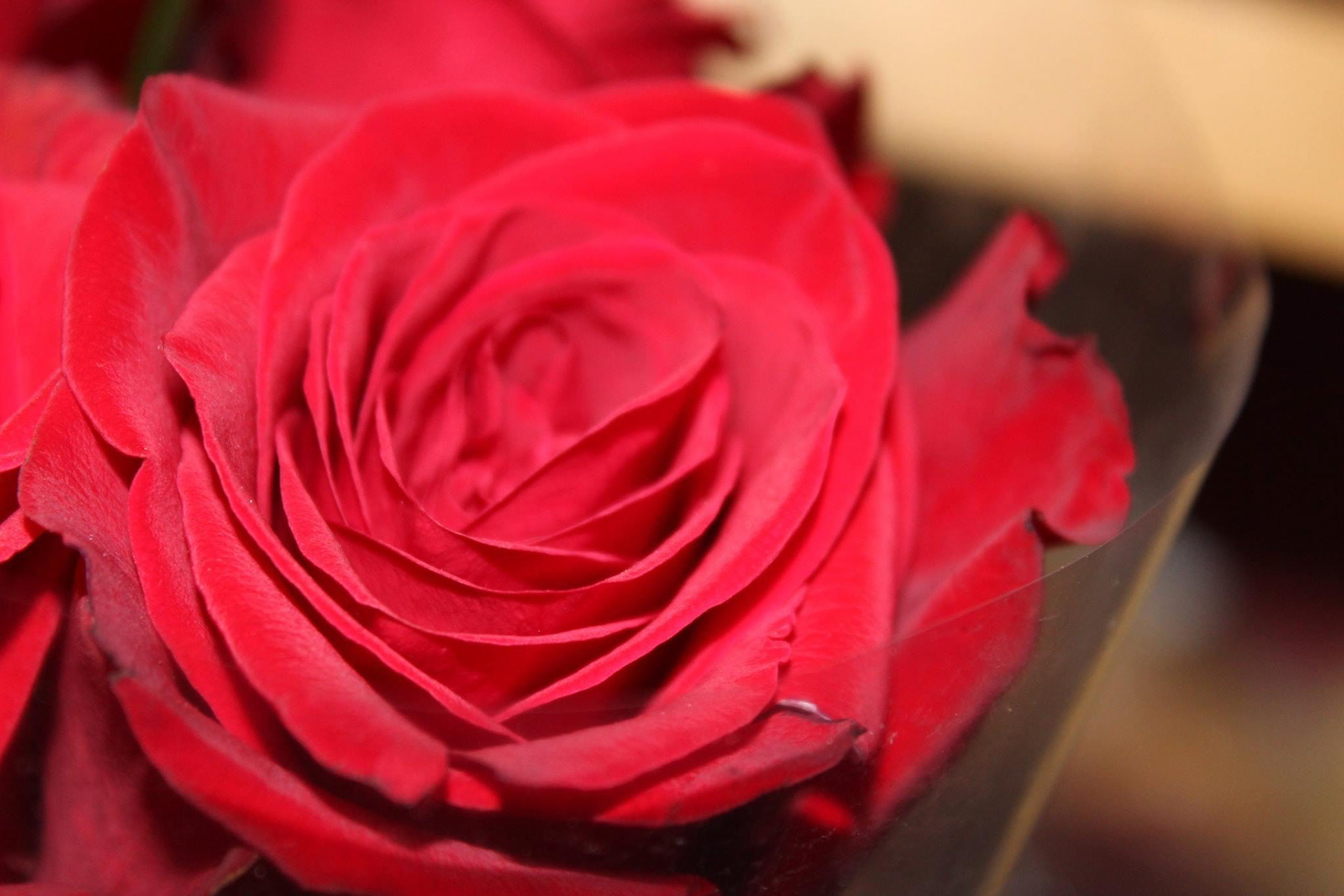 Macrophotography, Red Rose