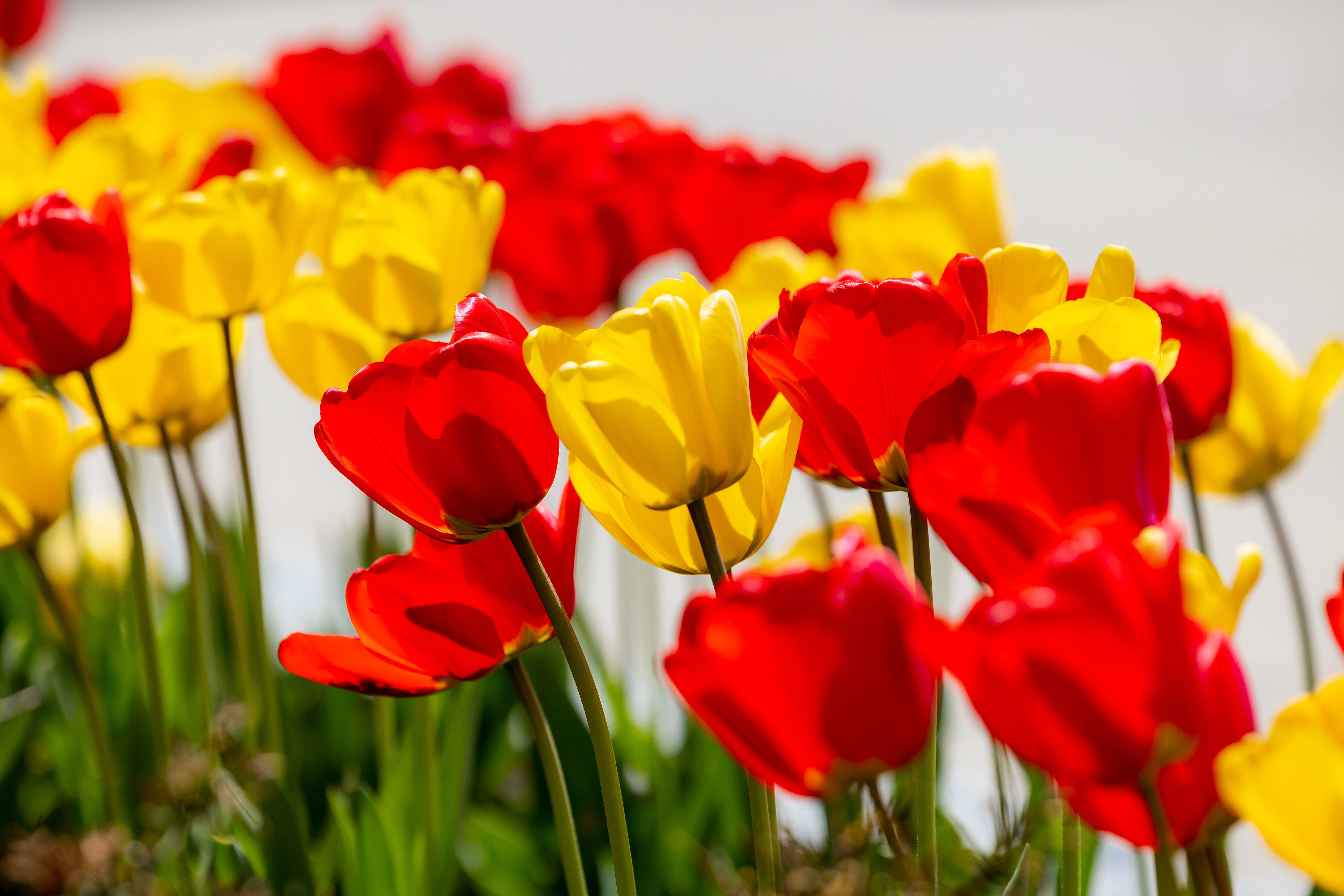 Tulips on BC Campus