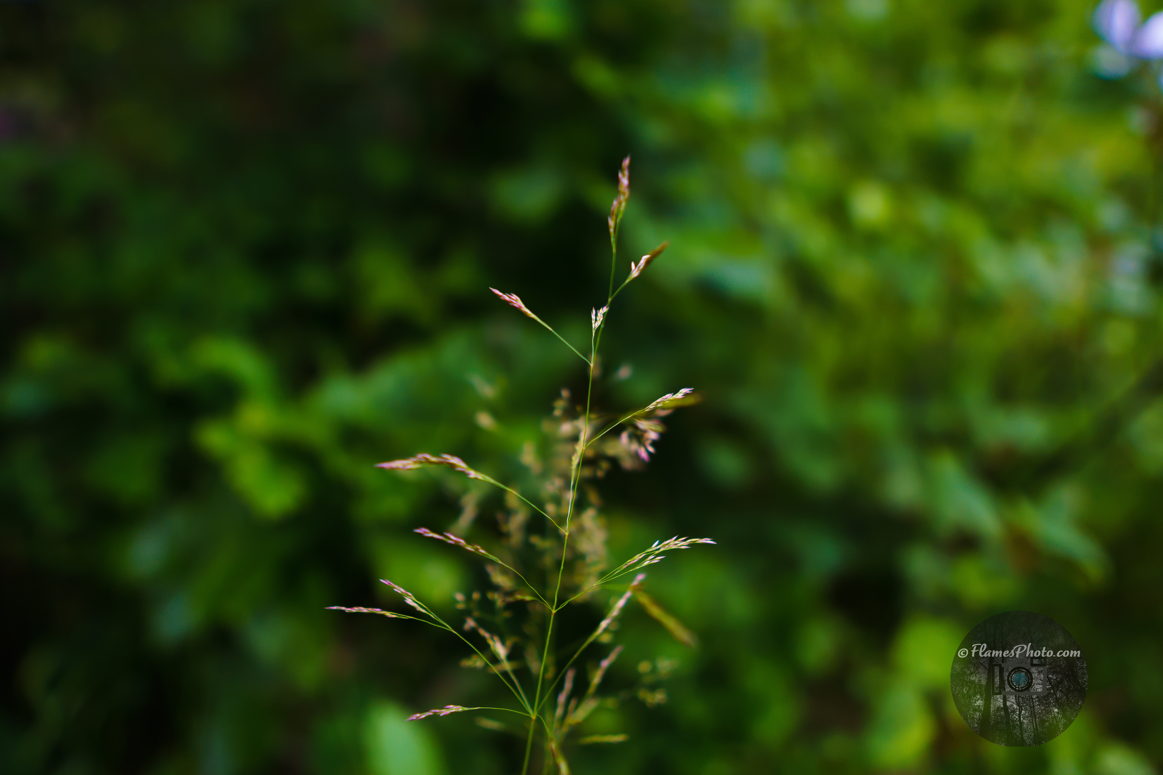 -65- © Joakim Öberg / FlamesPhoto