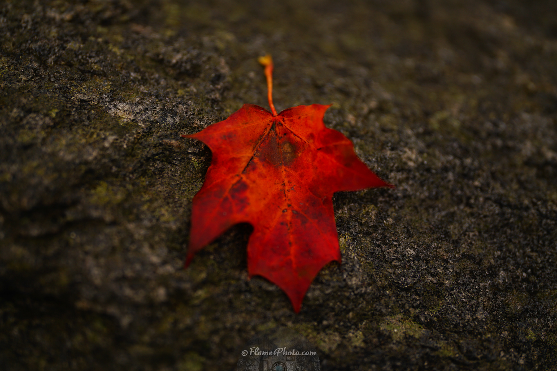 -7- © Joakim Öberg / FlamesPhoto