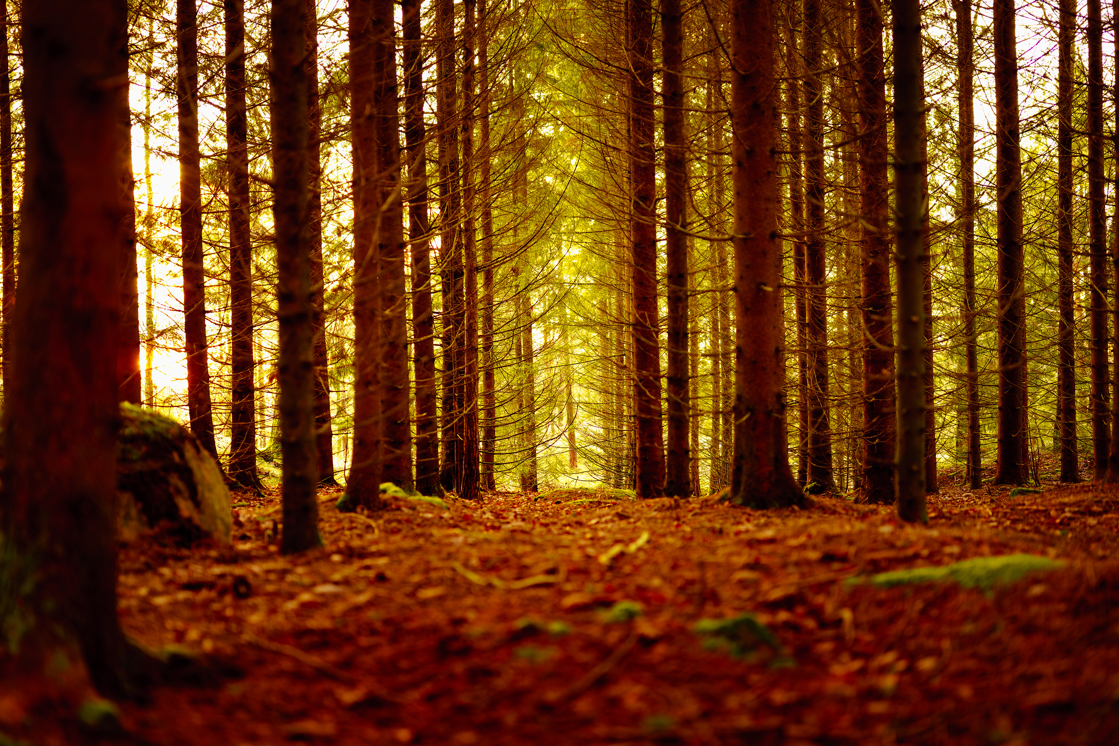 -22- © Joakim Öberg / FlamesPhoto