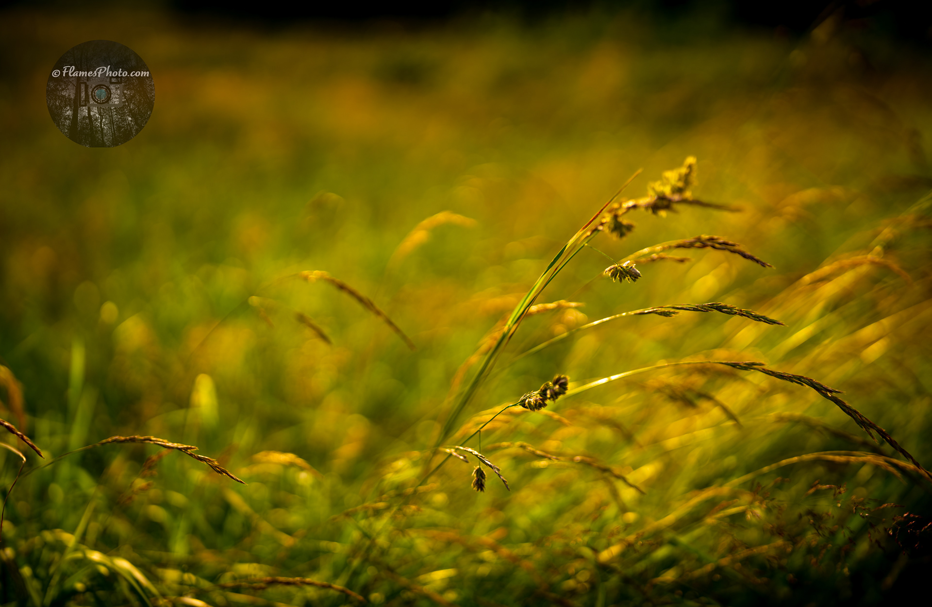 -36- © Joakim Öberg / FlamesPhoto