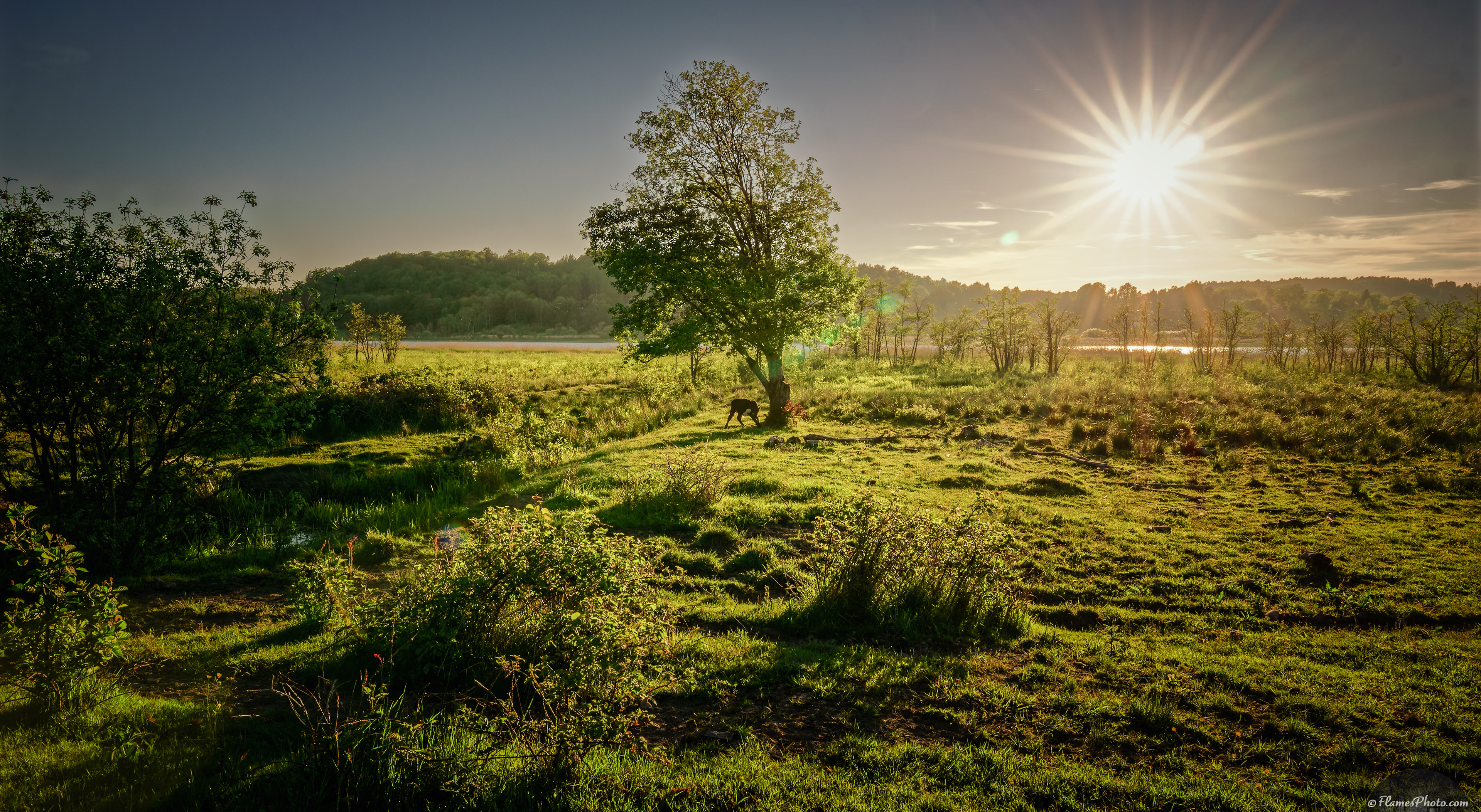 -60- © Joakim Öberg / FlamesPhoto